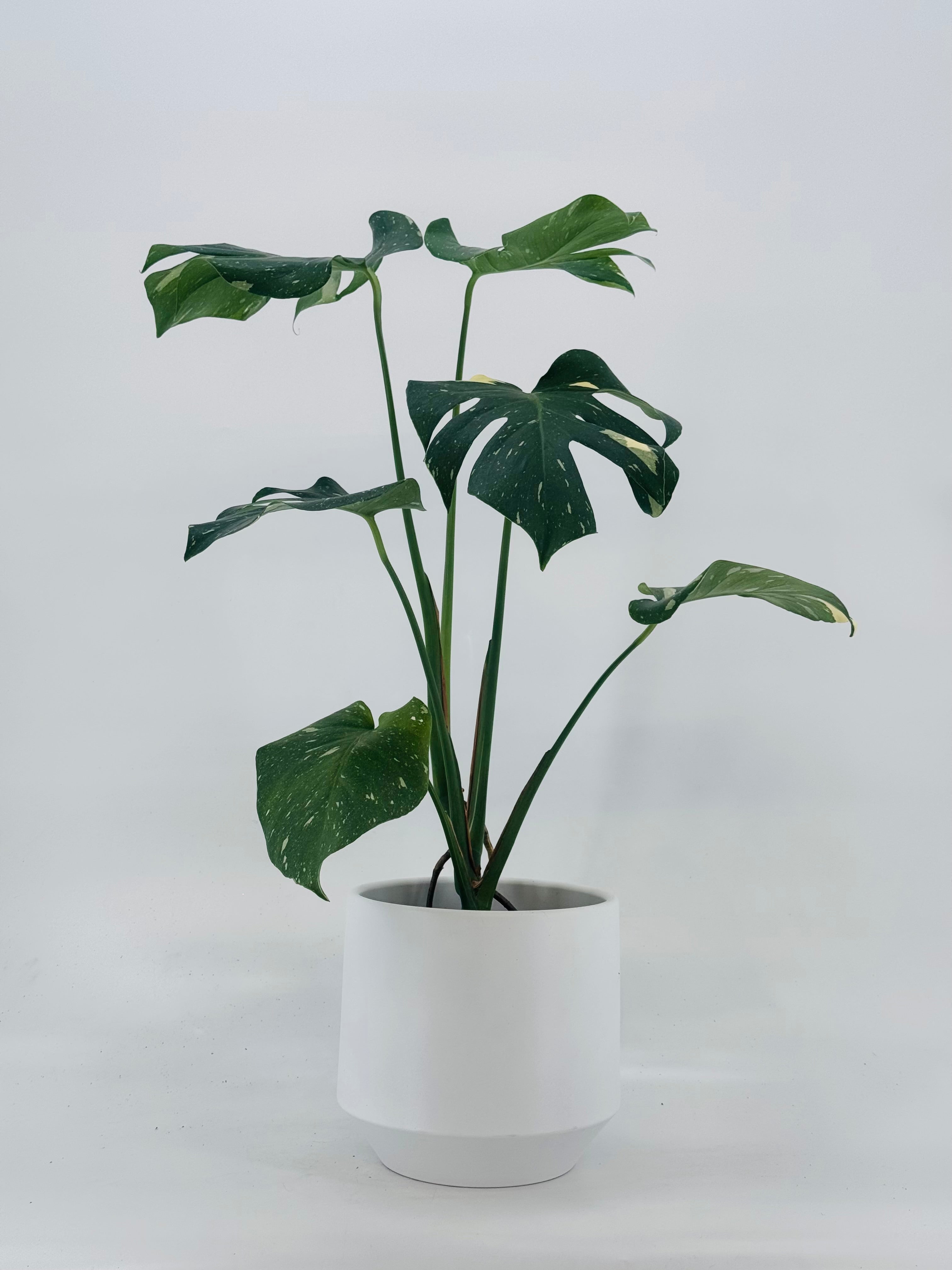 MONSTERA THAI CONSTELLATION M12