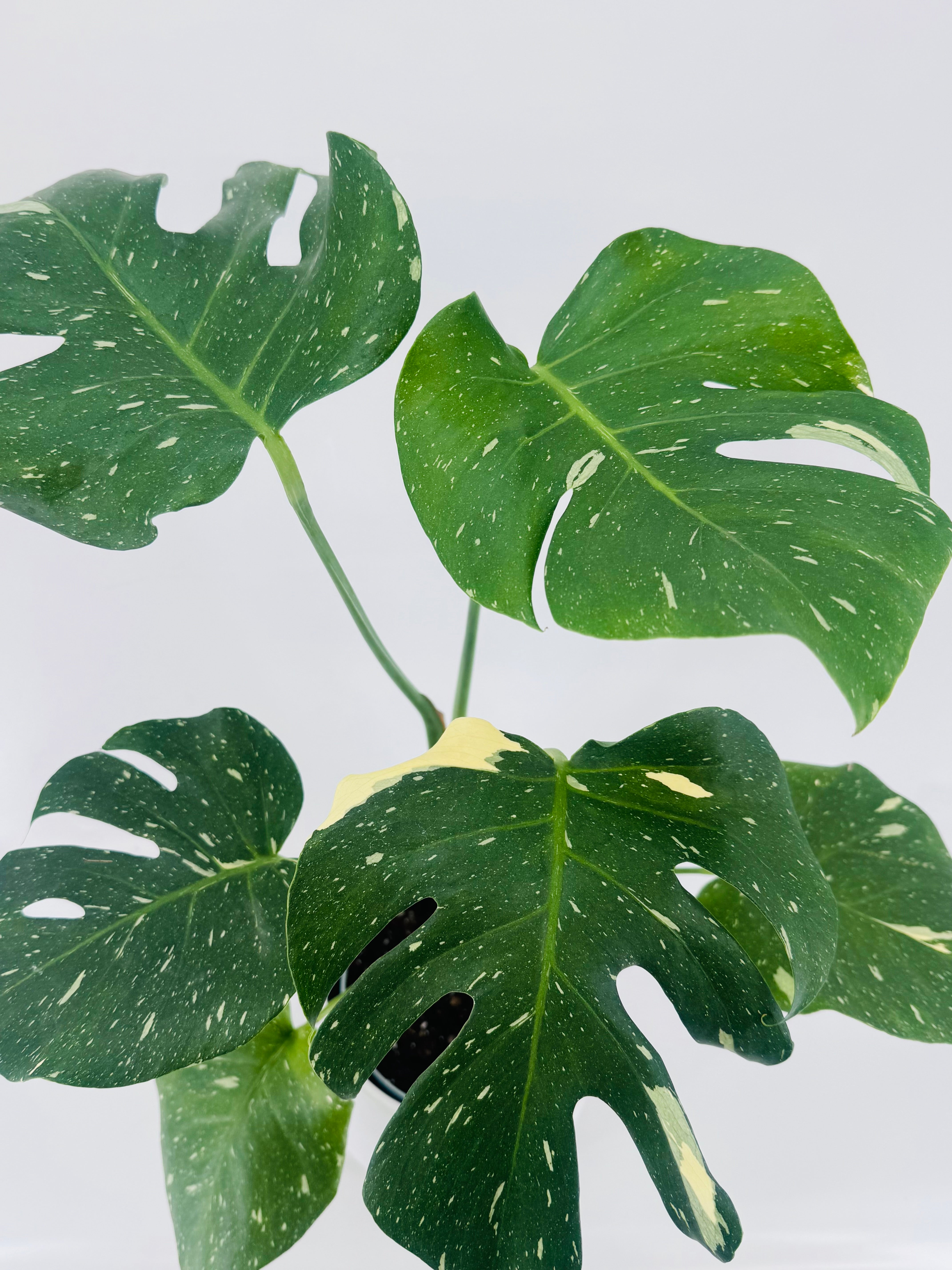 MONSTERA THAI CONSTELLATION M12