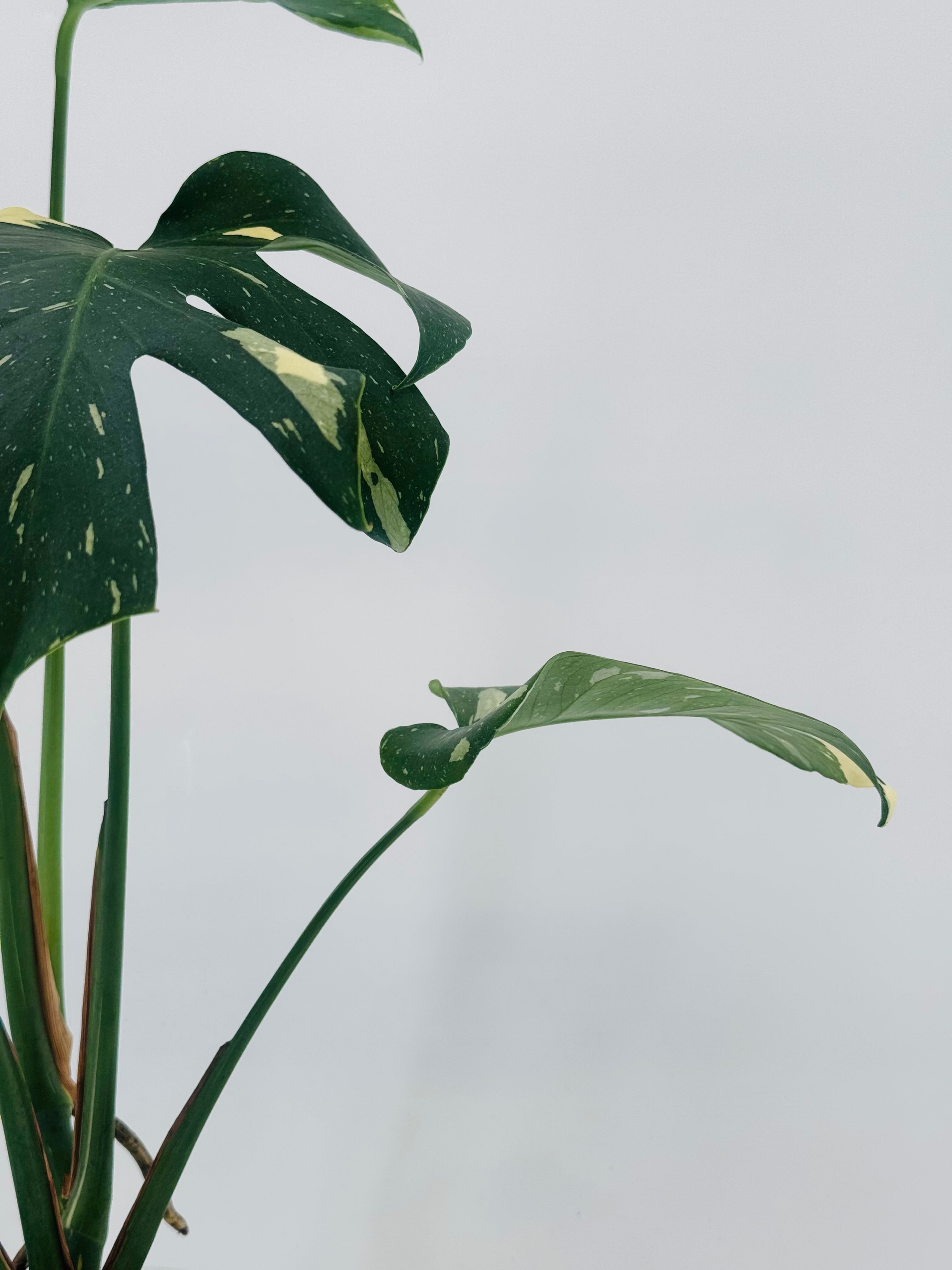 Monstera Thai Constellation M12 con hojas verde oscuro y variegación cremosa moteada.