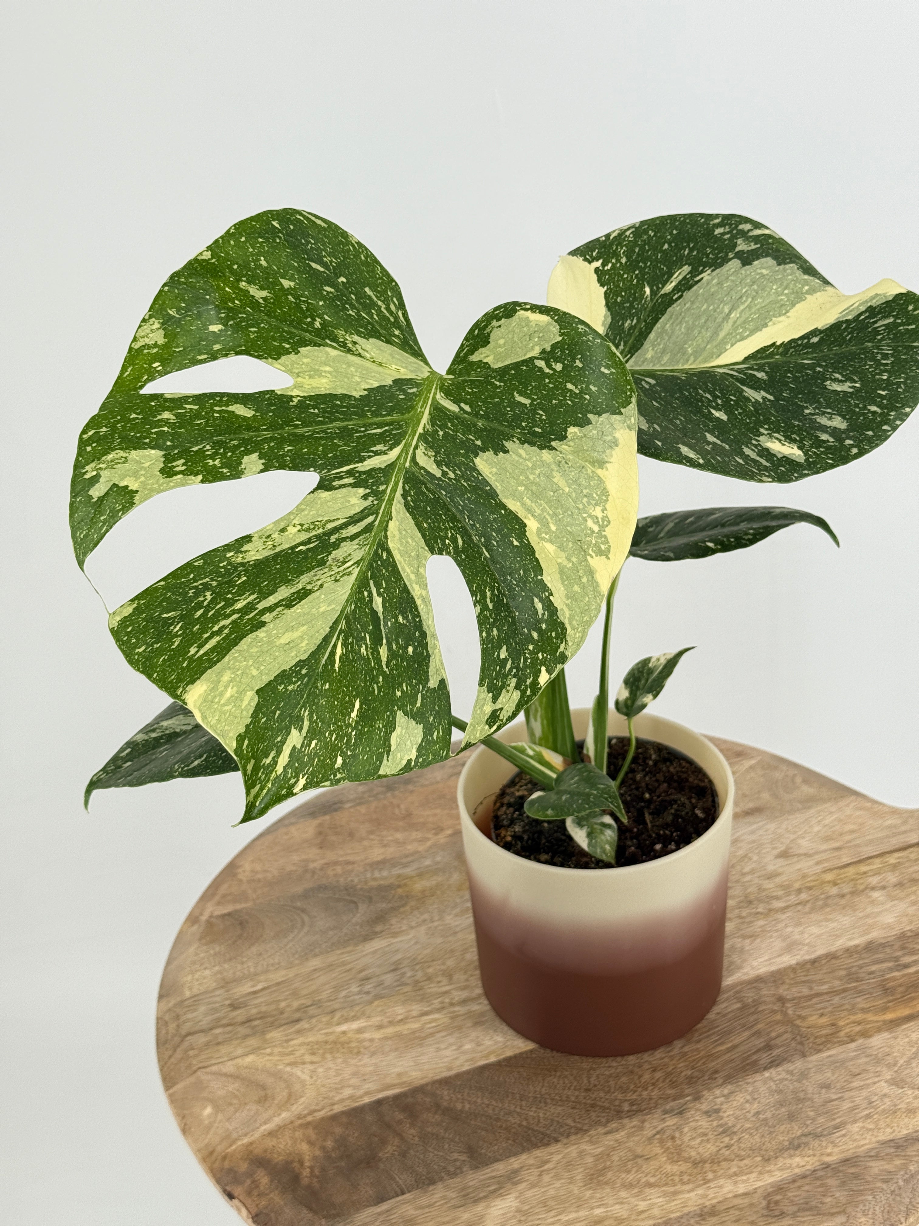 MONSTERA THAI CONSTELLATION M12