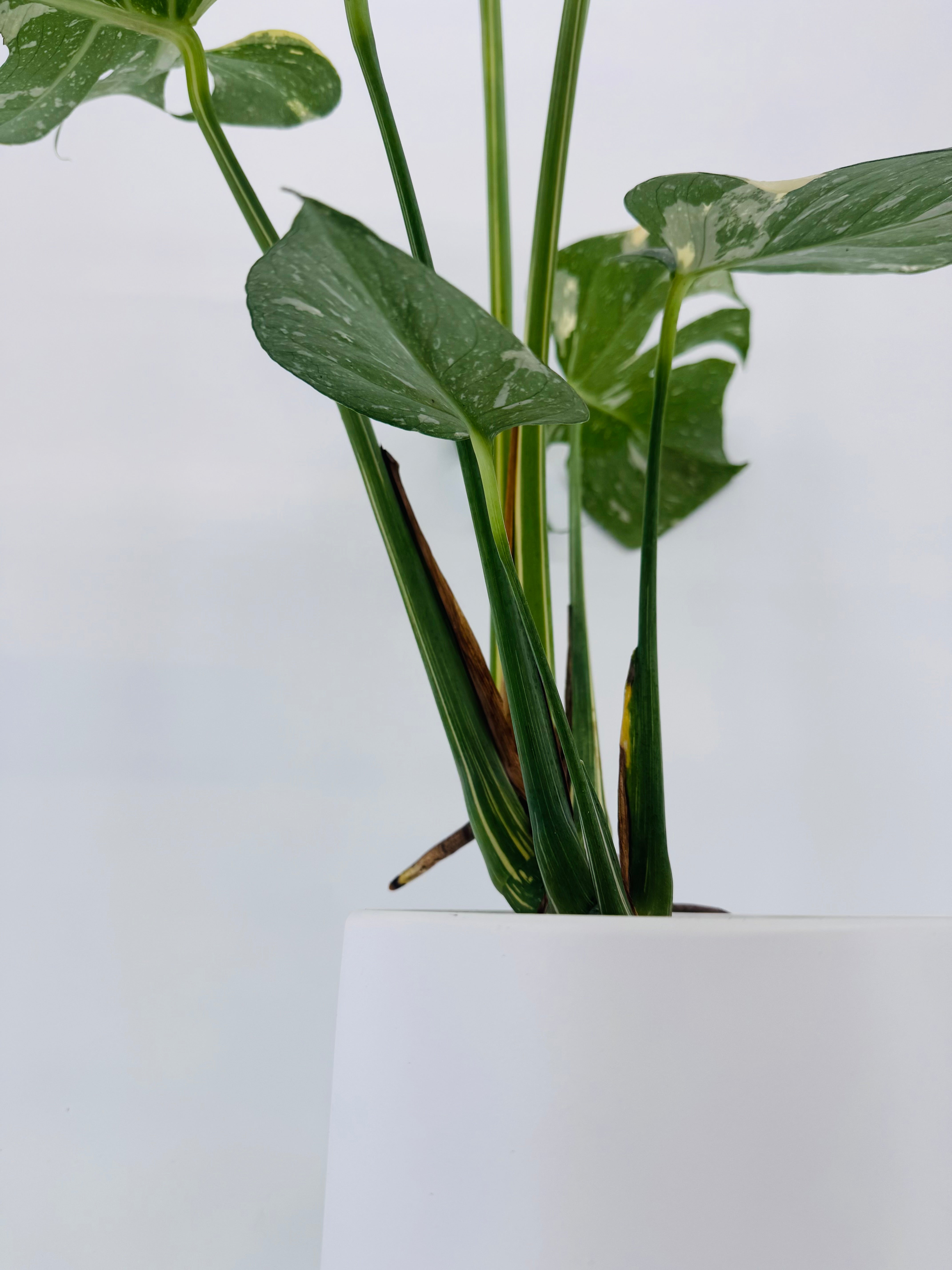 Monstera Thai Constellation M17 con hojas verdes y variegación blanco crema en maceta blanca.