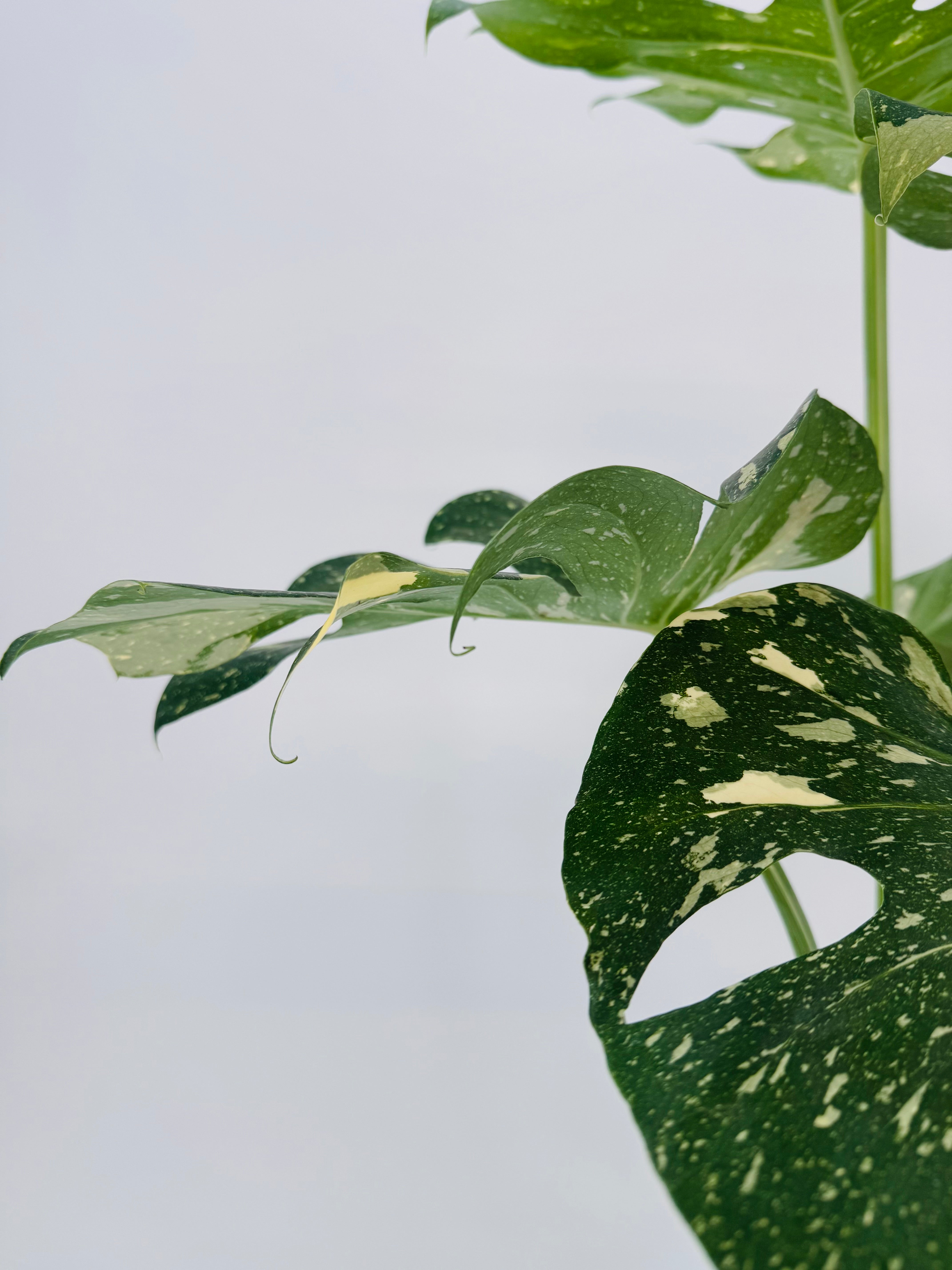 Monstera Thai Constellation M17 con hojas verdes y variegación blanca crema salpicada.