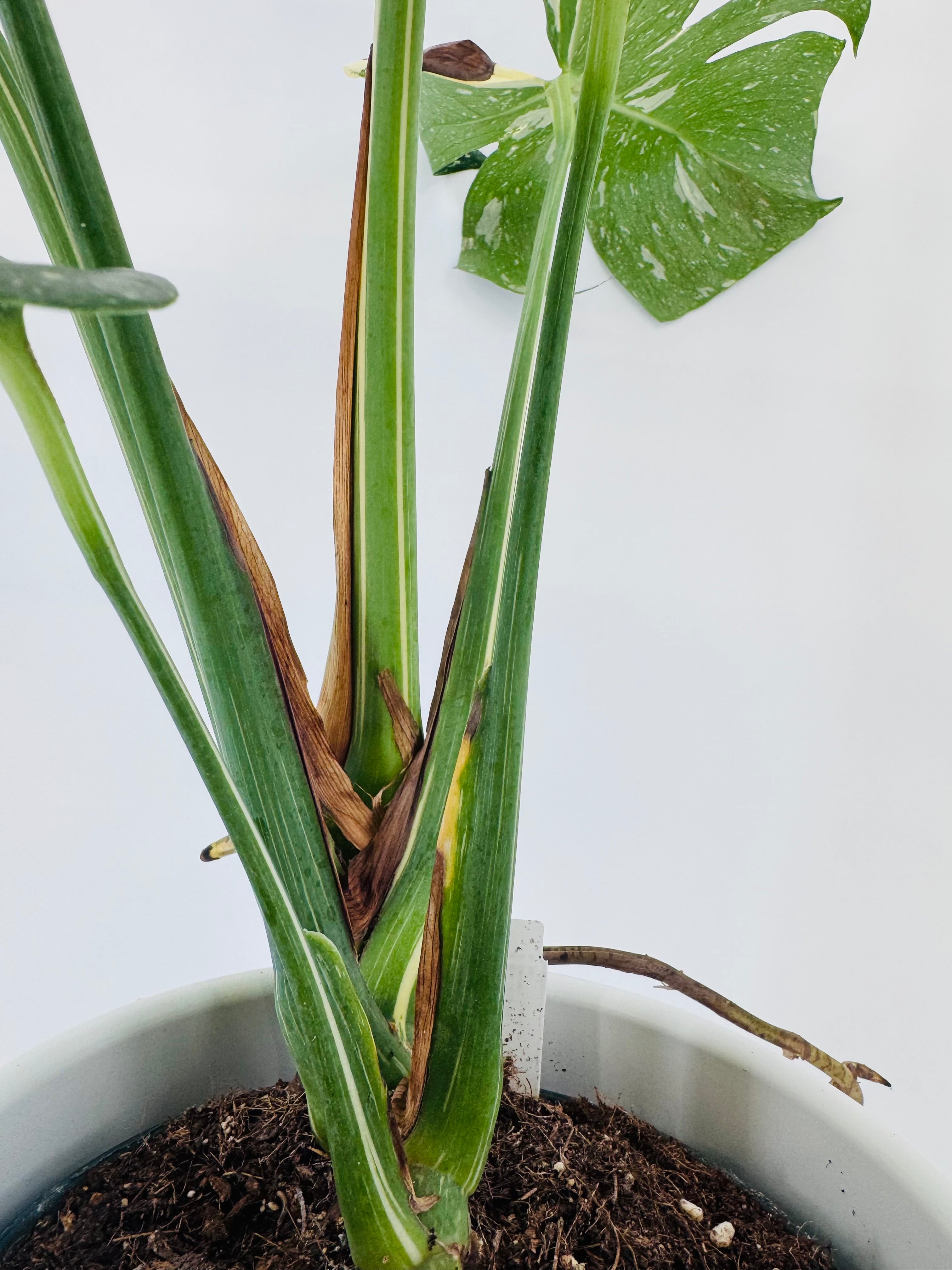 Monstera Thai Constellation M17 con tallos verdes y hojas variegadas en blanco crema, en maceta.