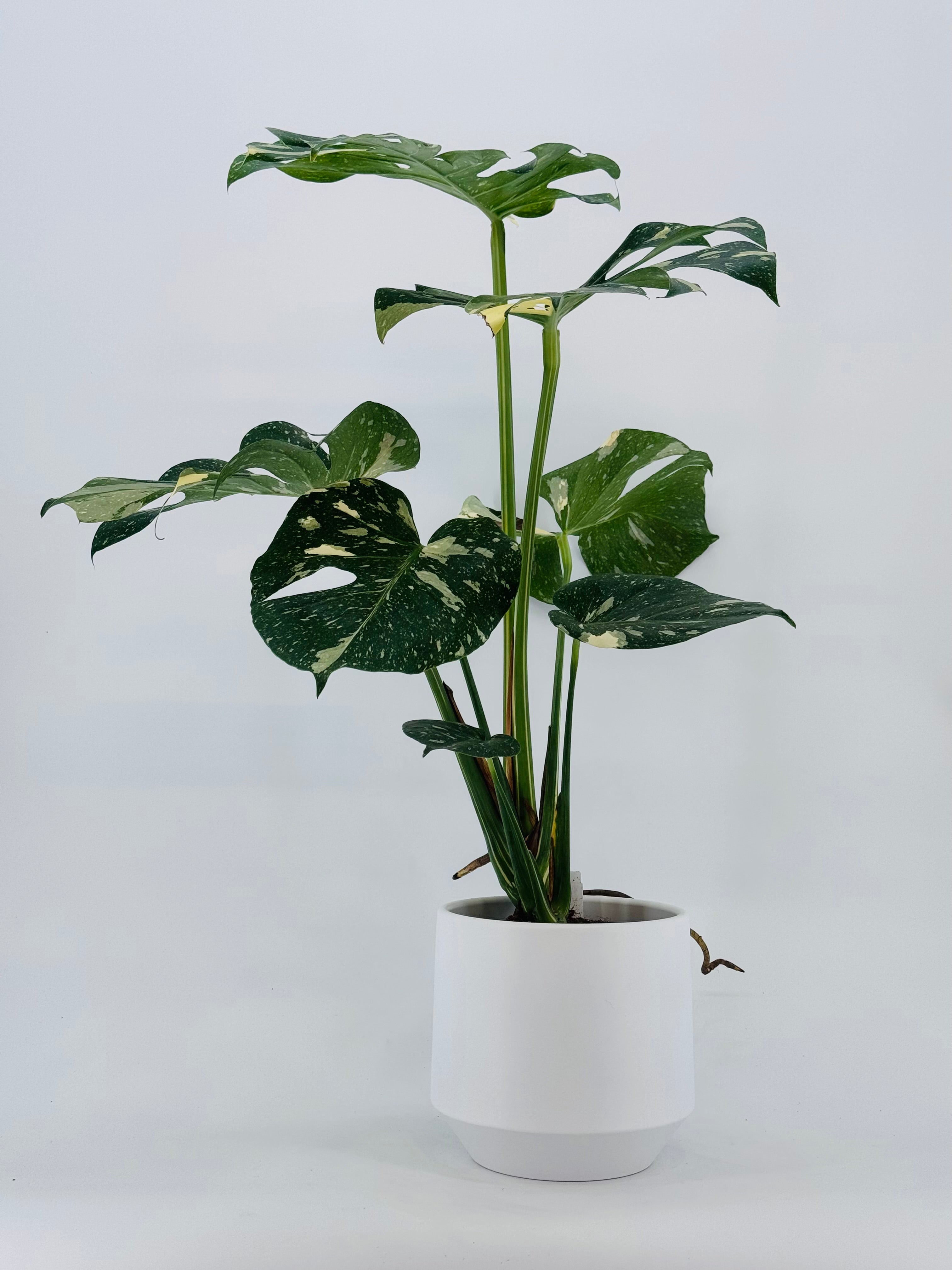 MONSTERA THAI CONSTELLATION M17