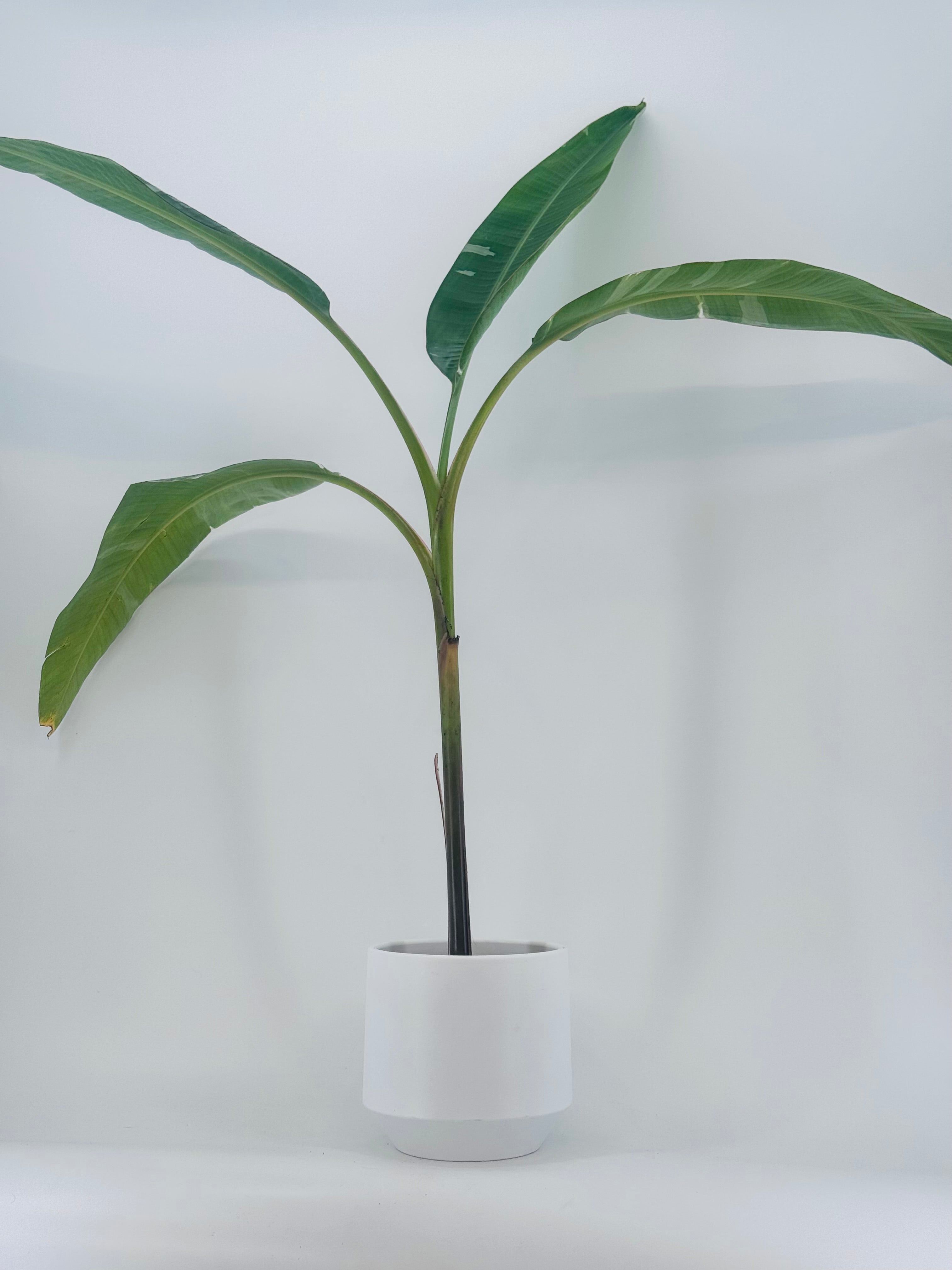 Musa Florida Variegata M17 con hojas grandes verde y crema en maceta blanca.