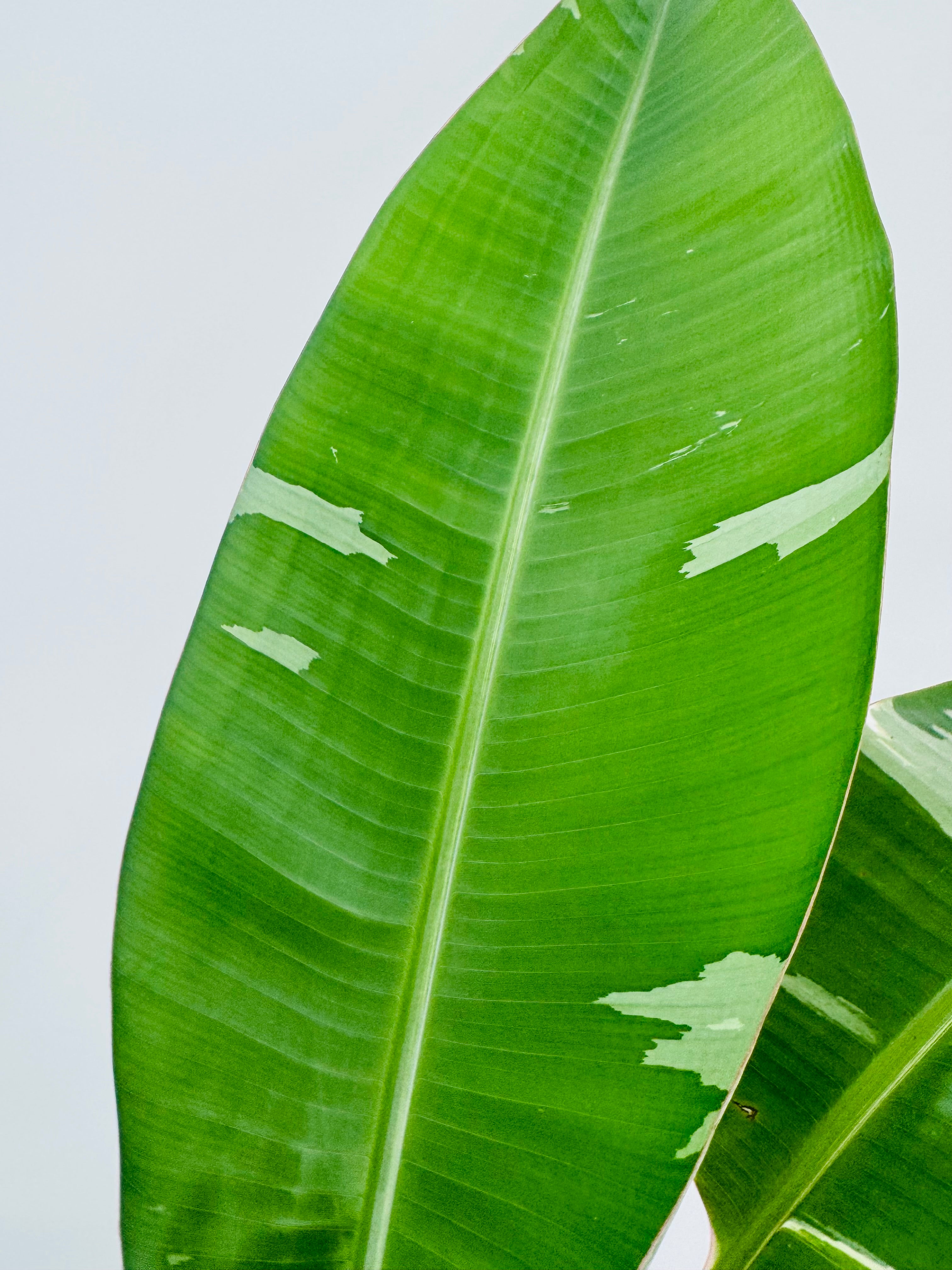 Hoja grande de Musa Florida Variegata M17 con patrones verde y crema sobre fondo claro.