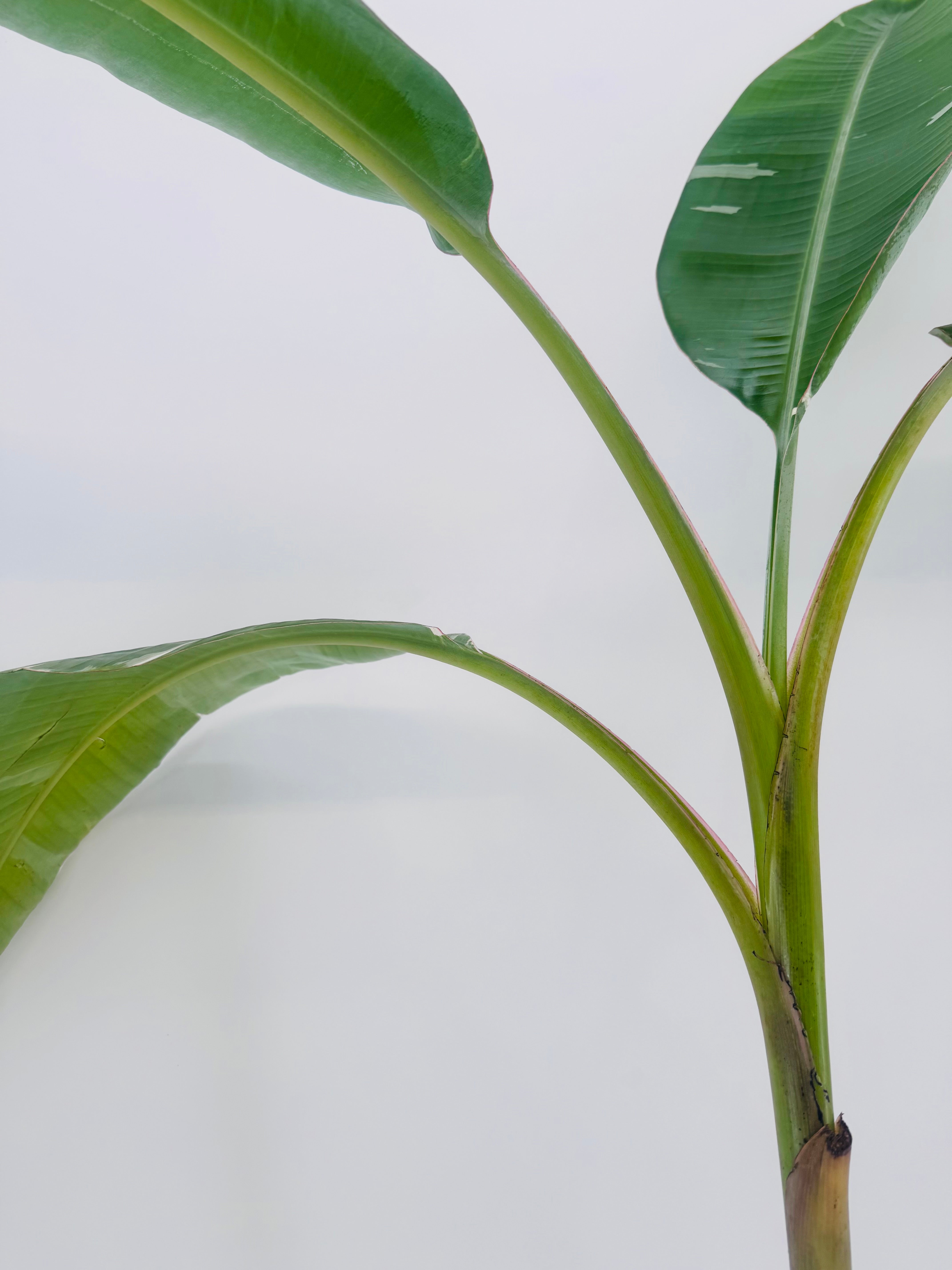 Musa Florida Variegata M17 con hojas grandes verde y crema, tallos robustos, sobre fondo blanco.