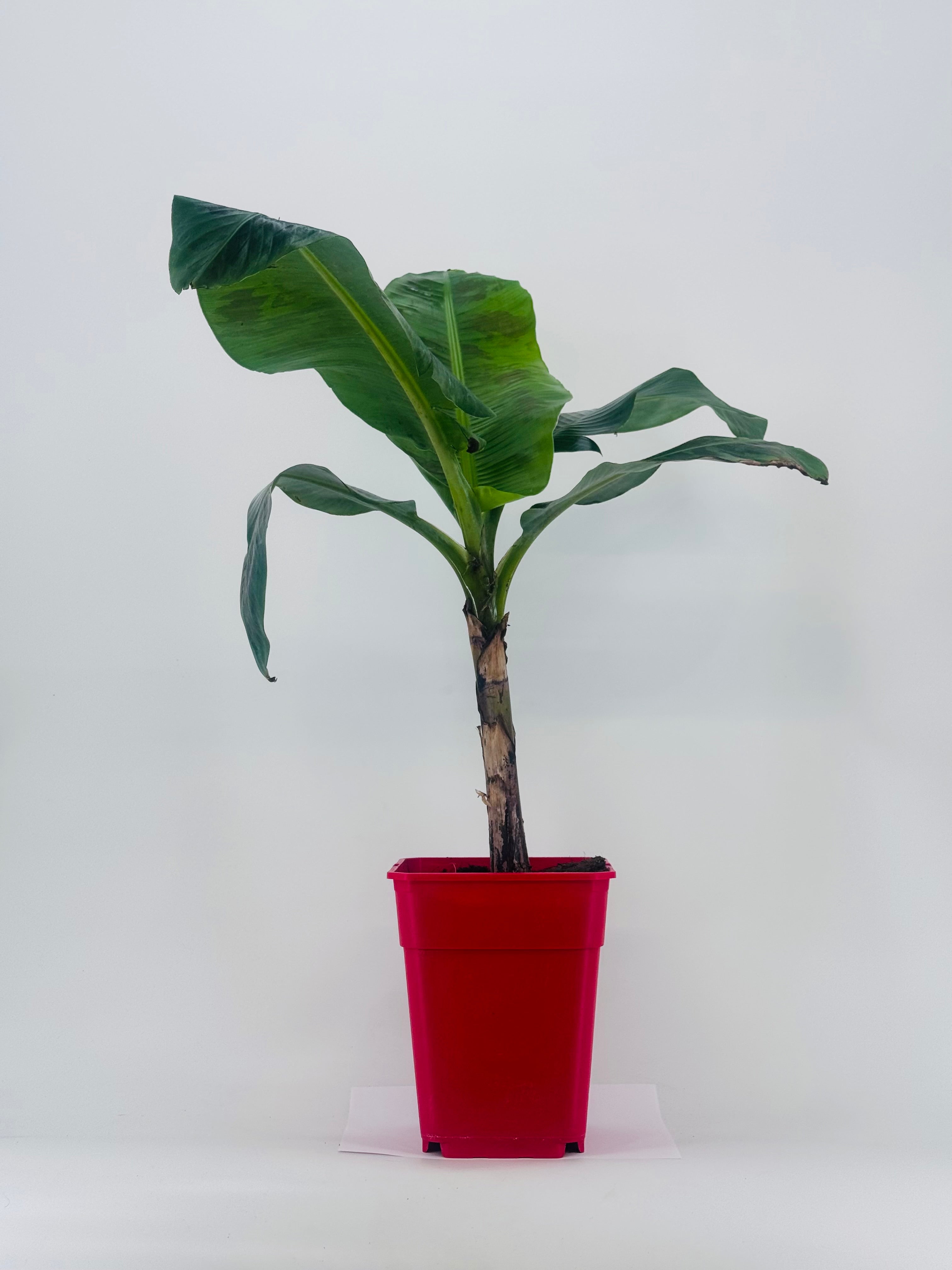 MUSA SP.