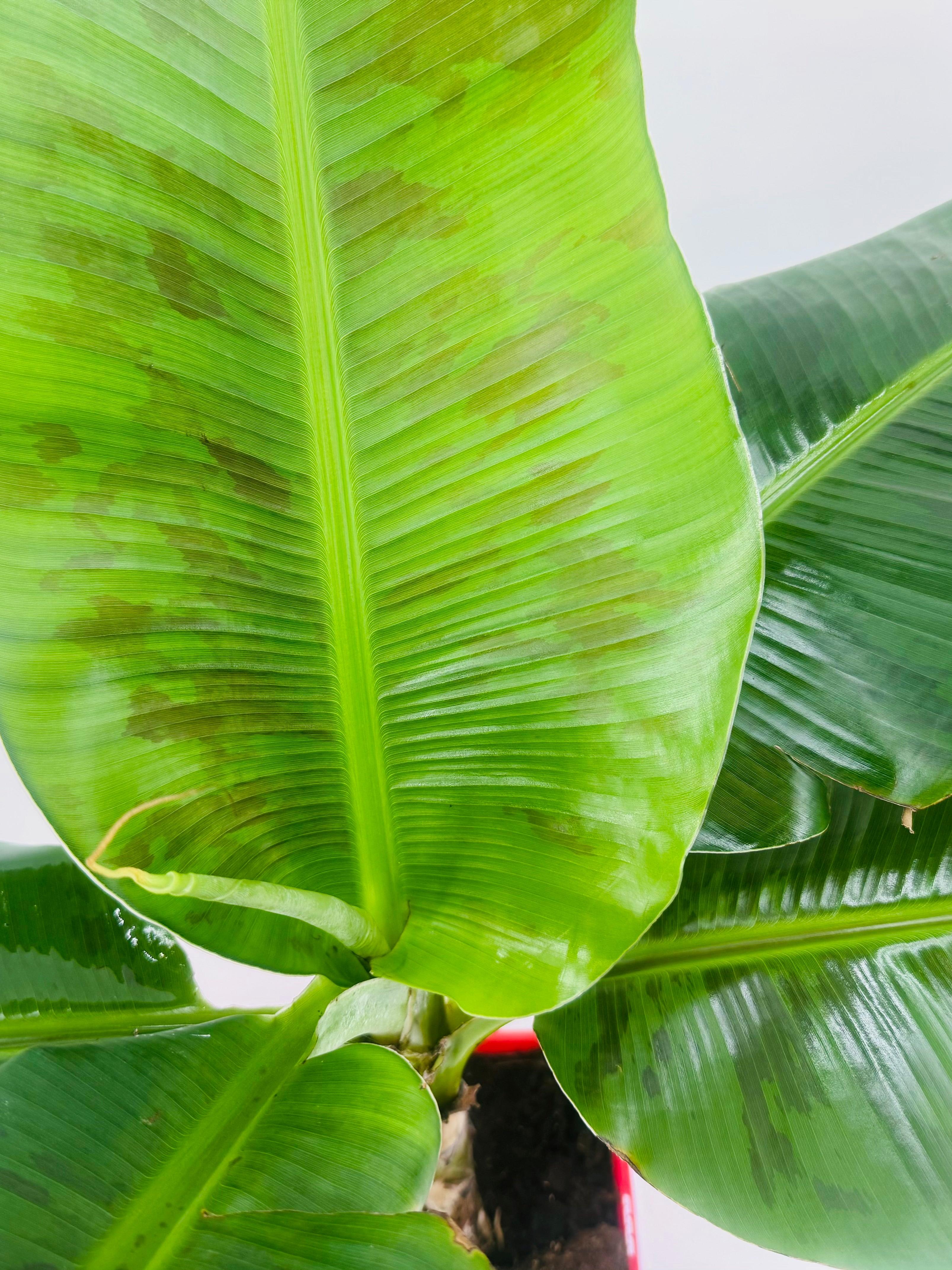 MUSA SP.
