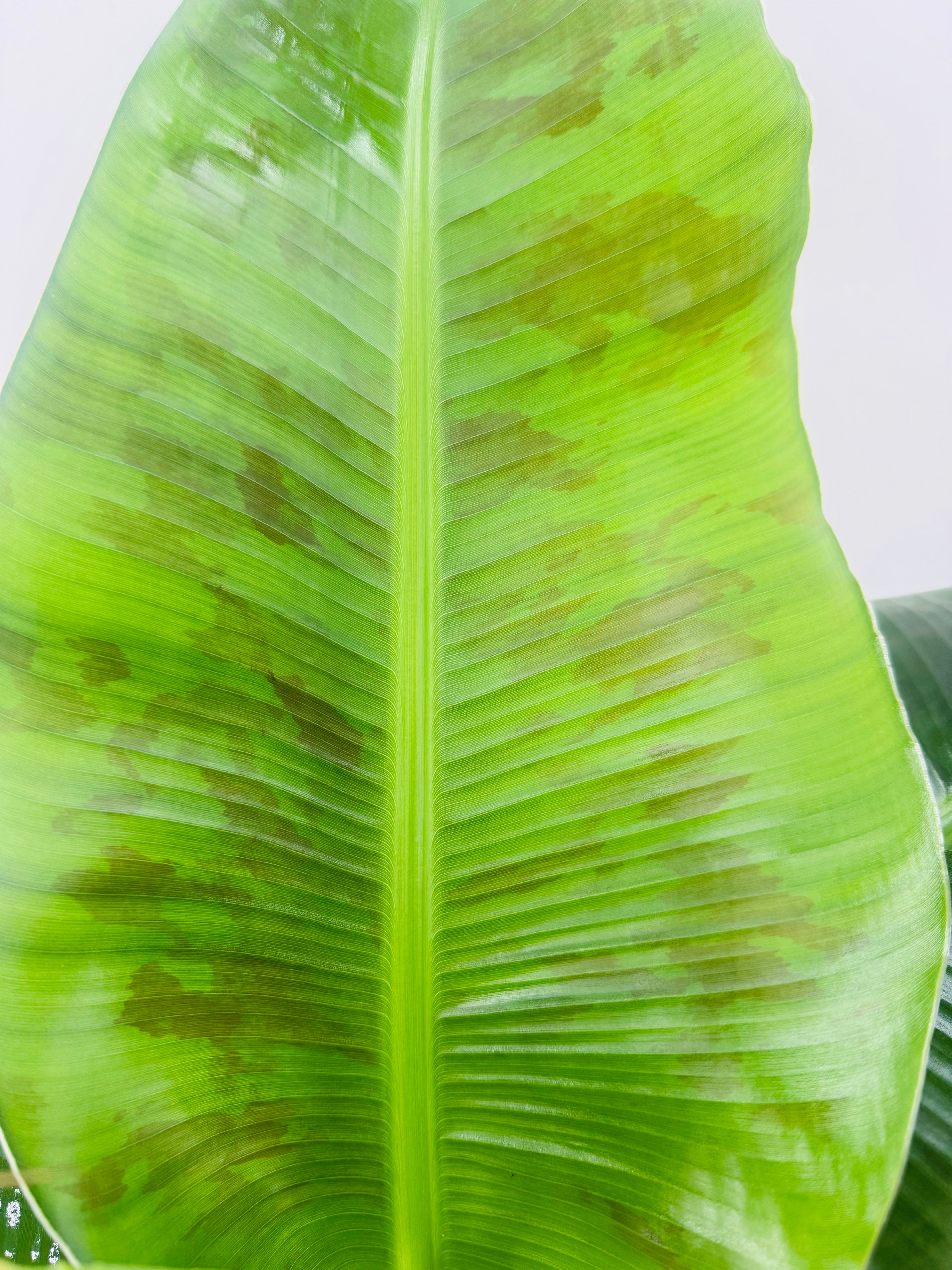 MUSA SP.
