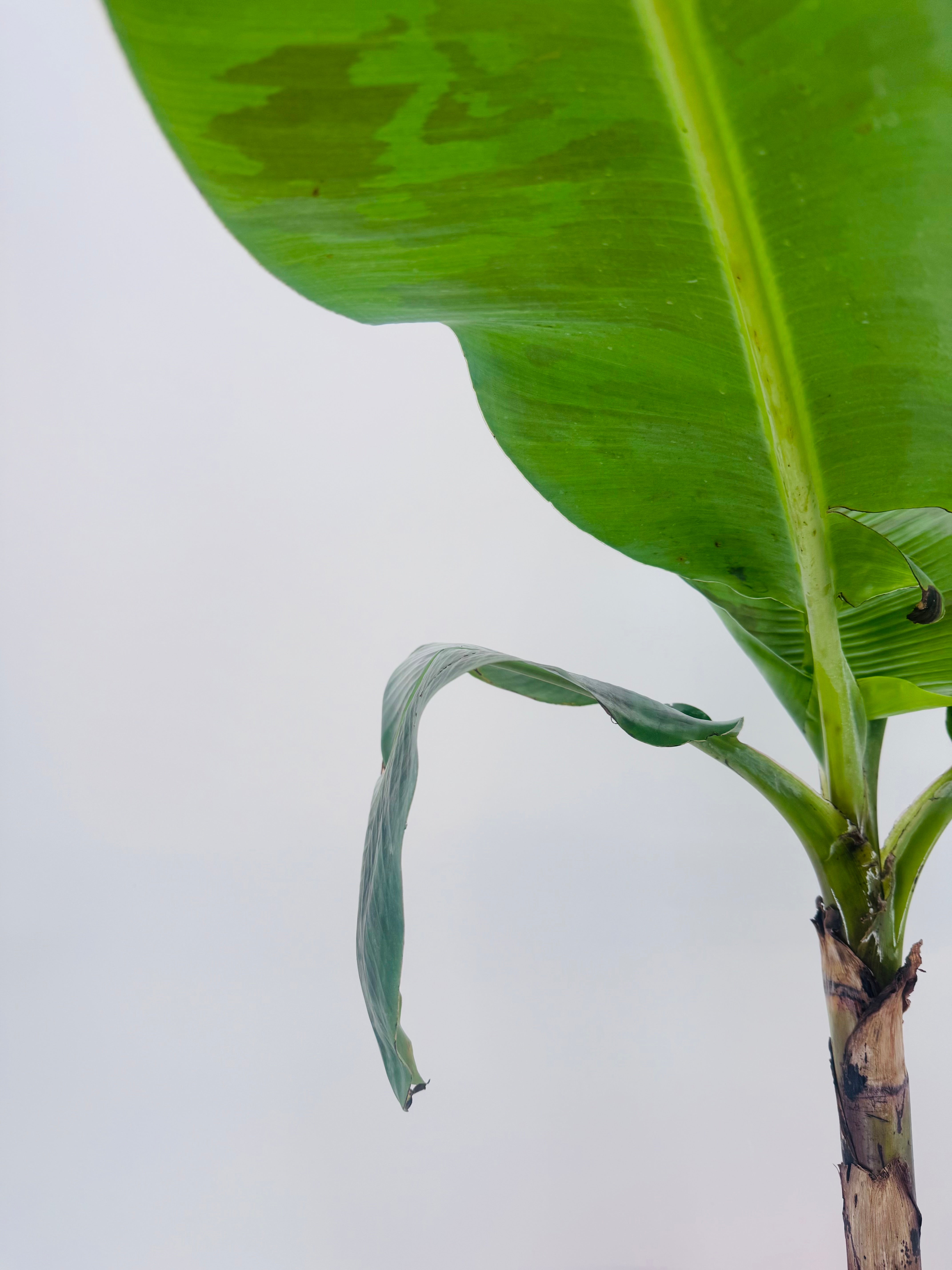 MUSA SP.