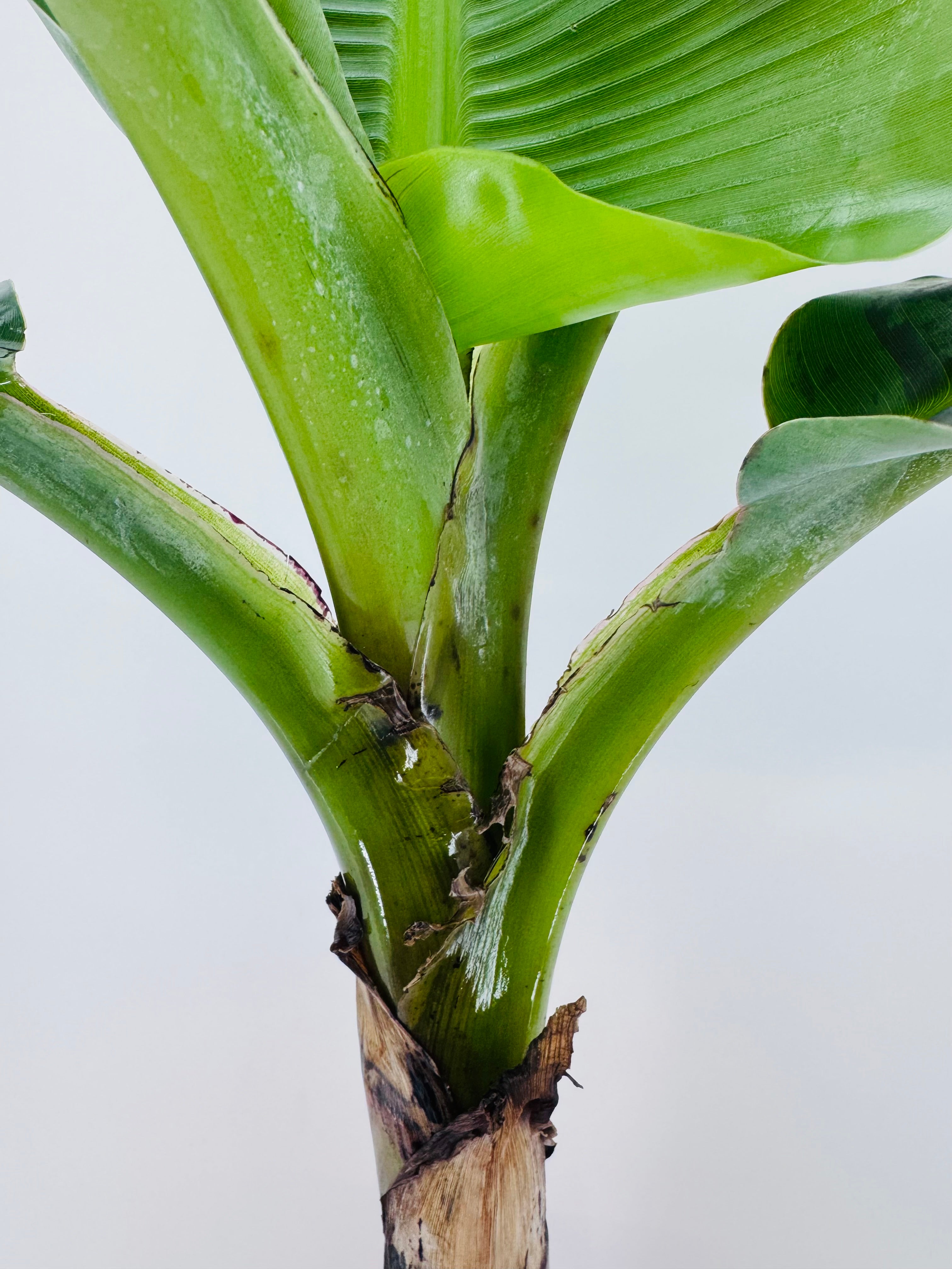 MUSA SP.