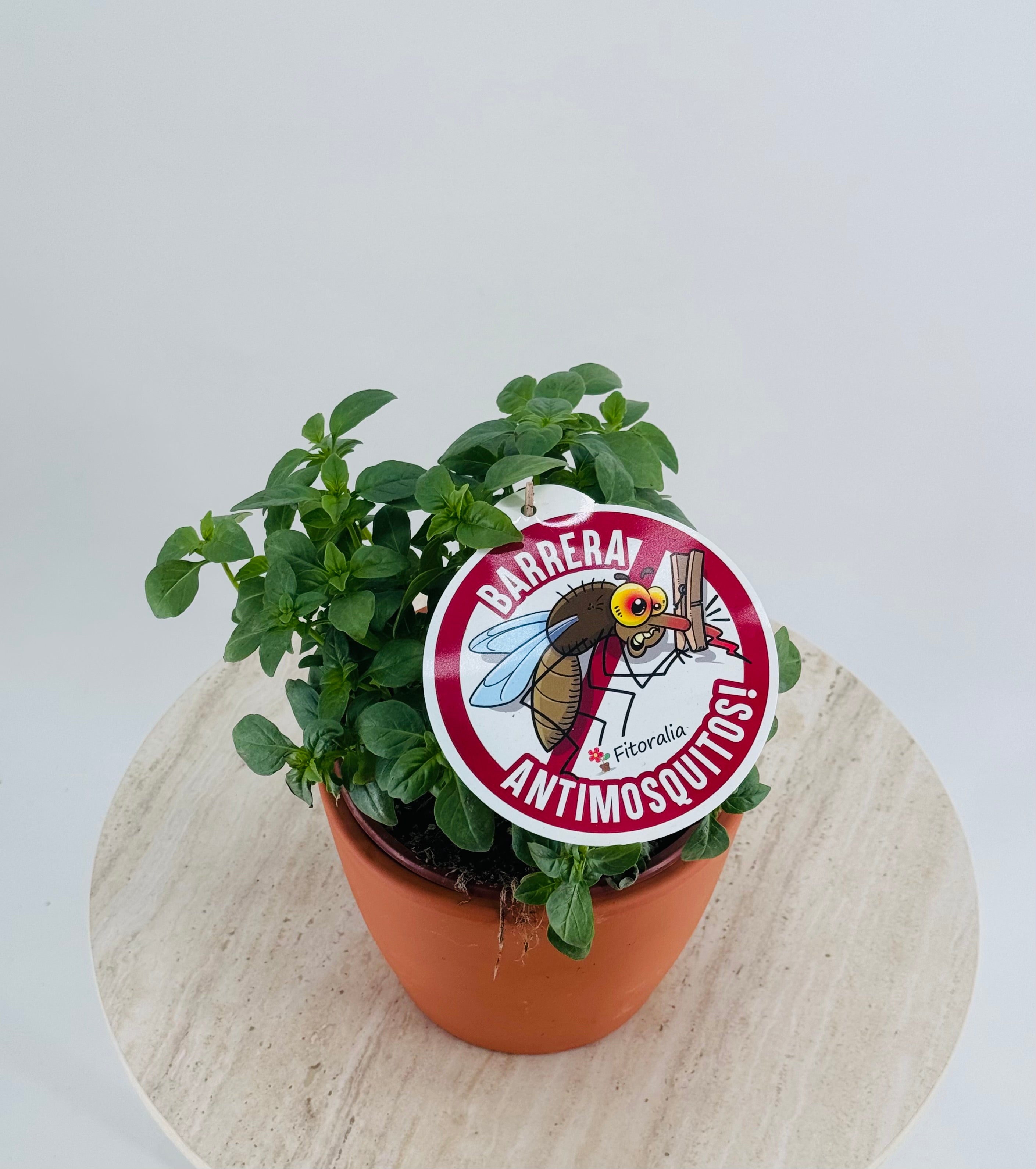 OCIMUM BASILICUM GRAN VERT 16