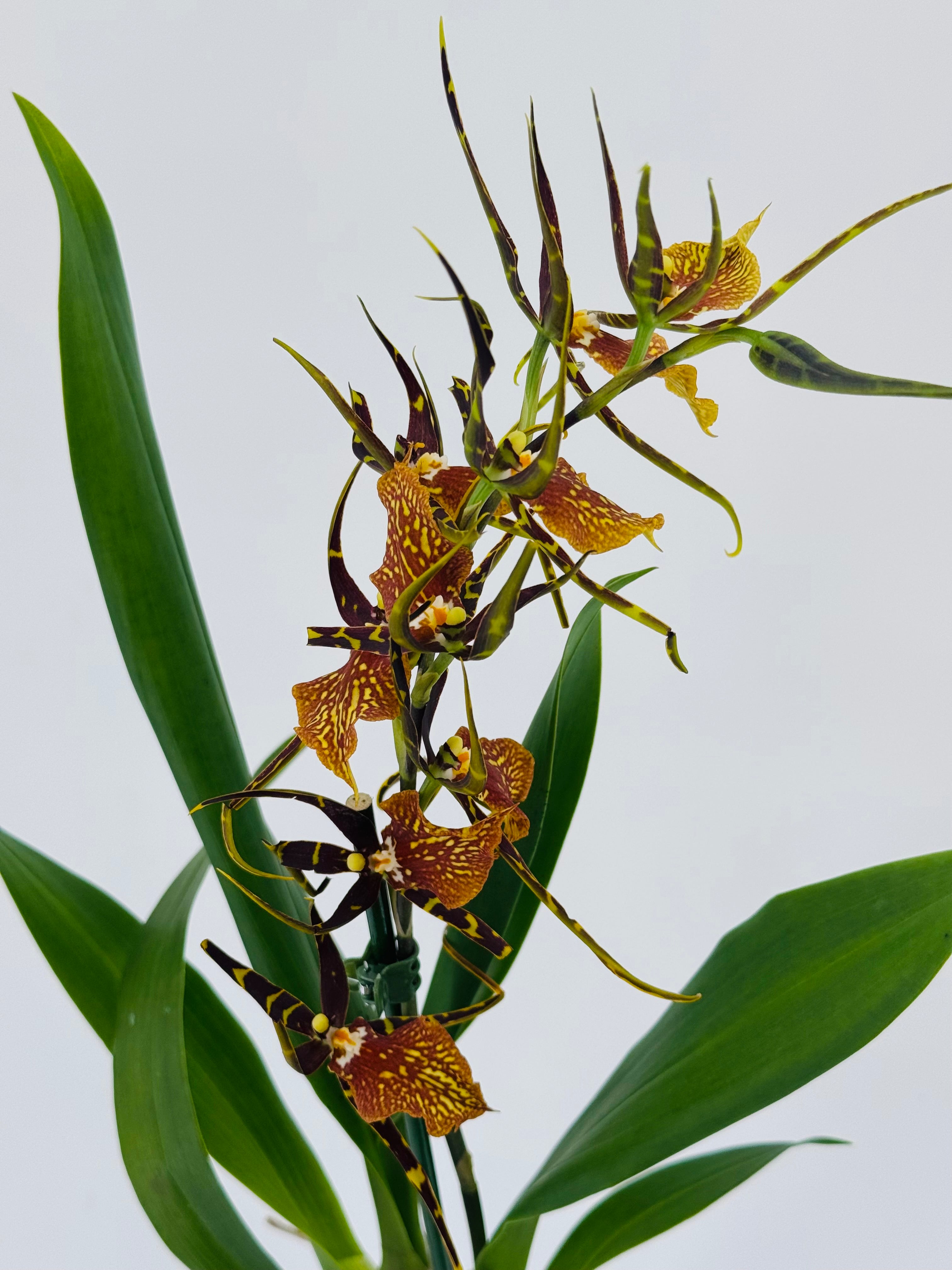 ORCHID 1T MIX MEZCLADO M12