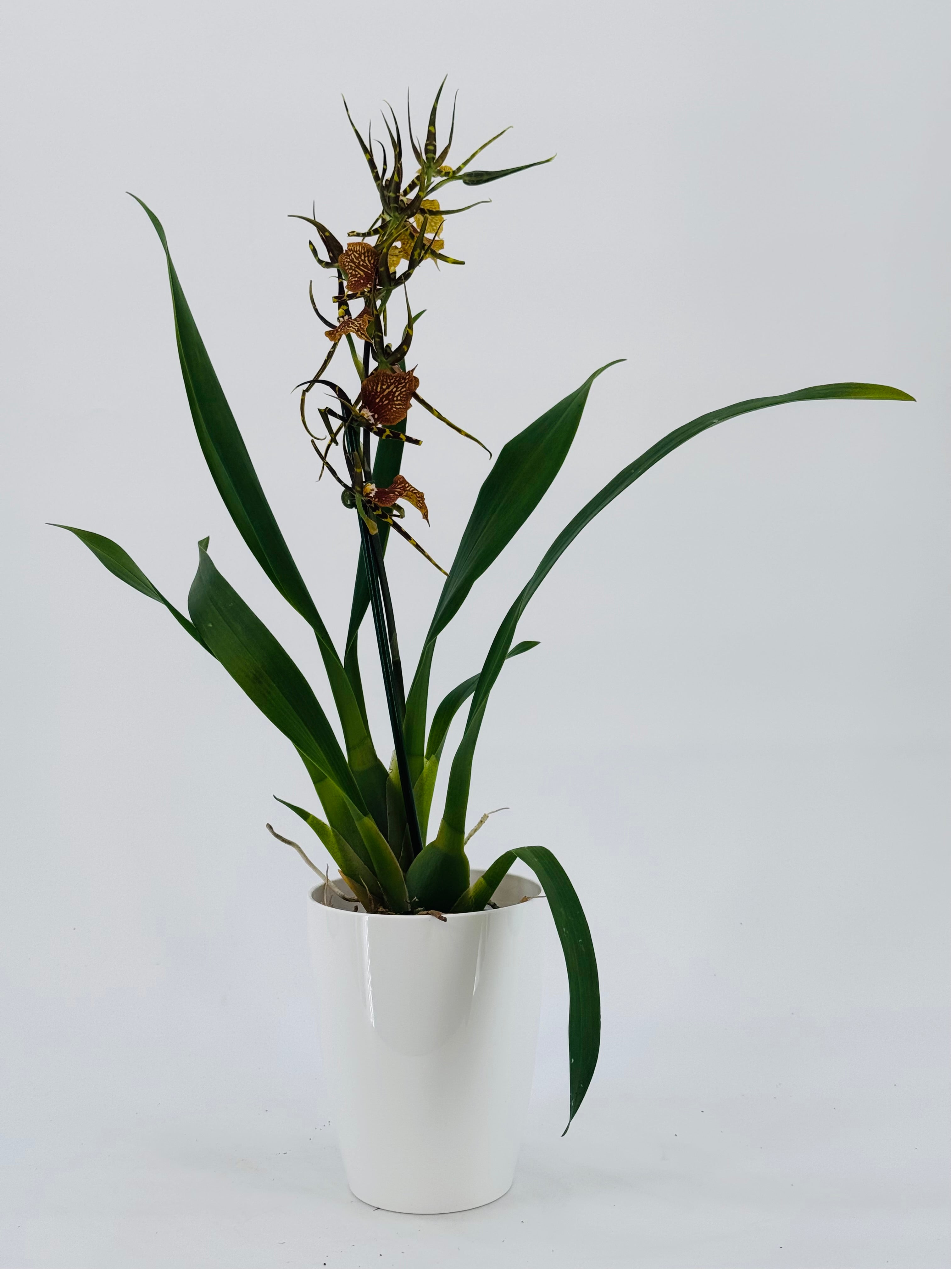 ORCHID 1T MIX MEZCLADO M12