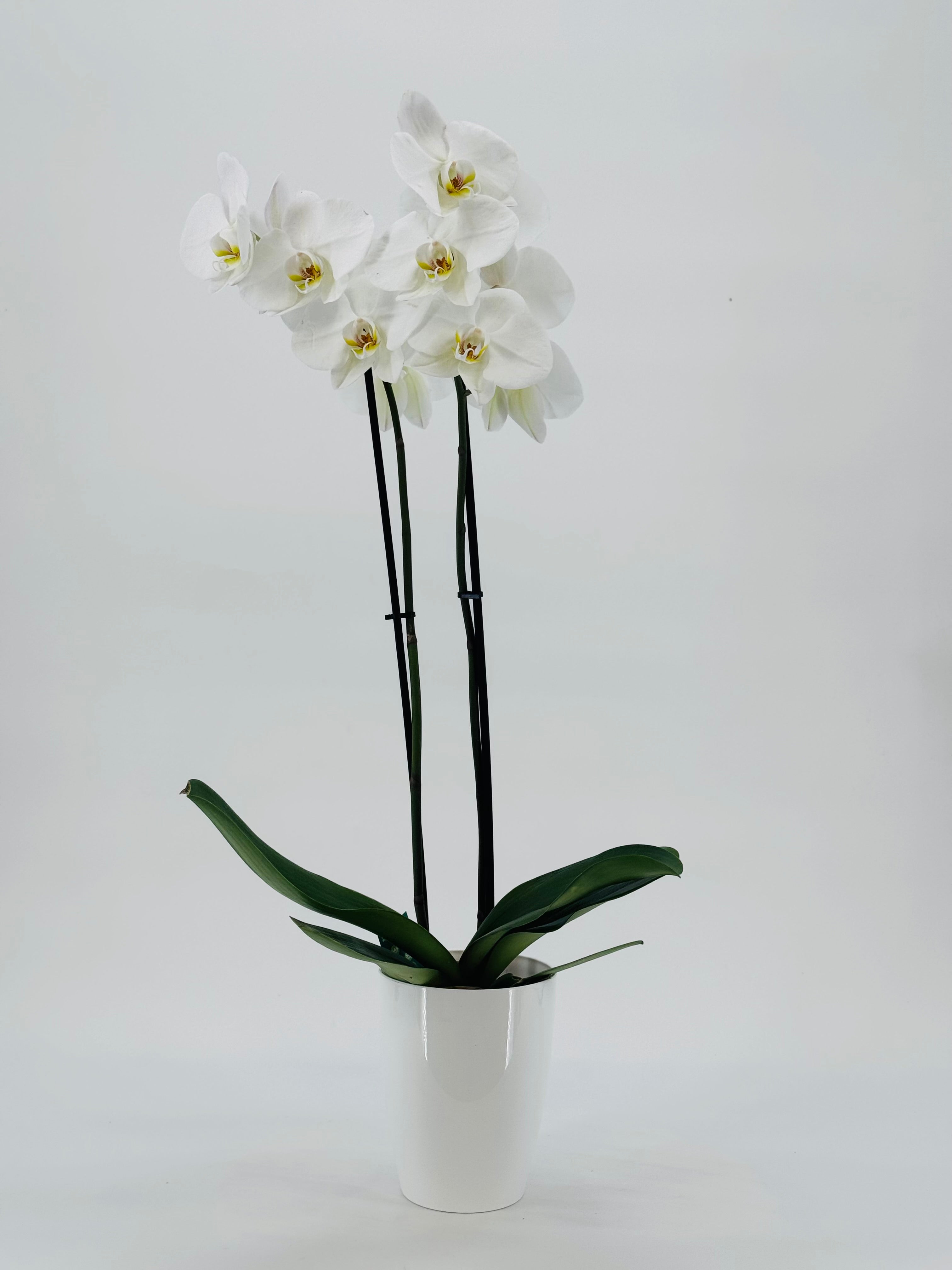PHALAENOPSIS HYBR. MIX 2T MEZCLADO