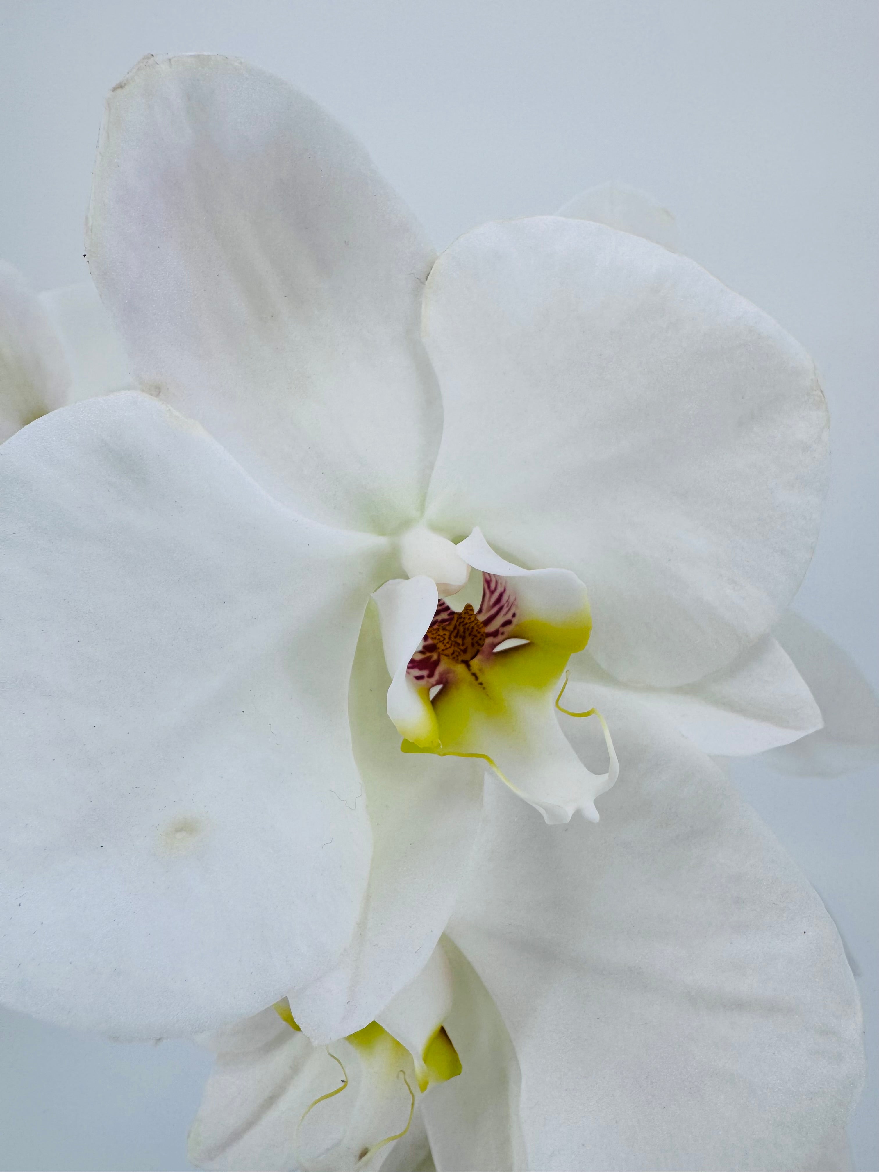 PHALAENOPSIS HYBR. MIX 2T MEZCLADO