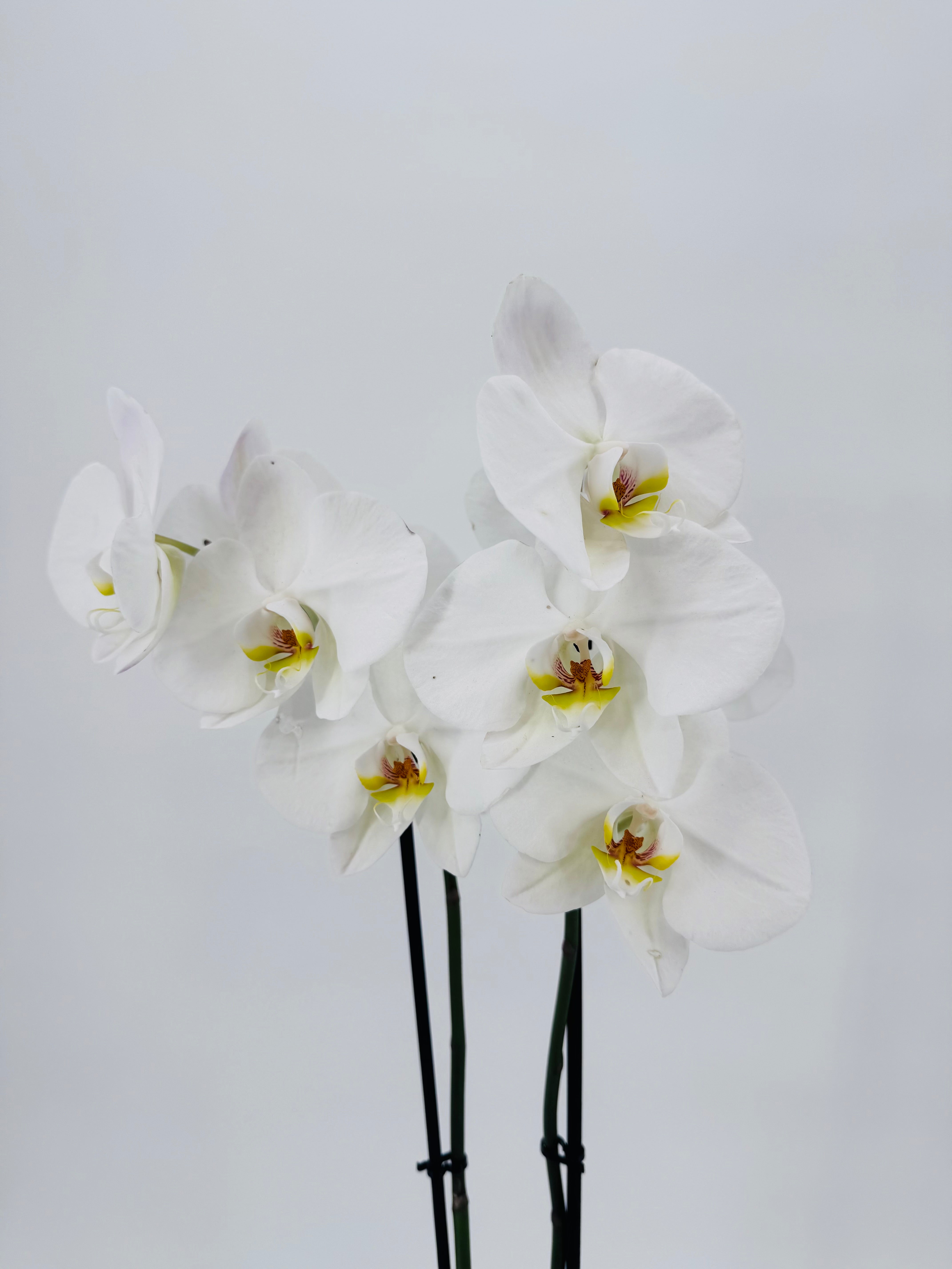 PHALAENOPSIS HYBR. MIX 2T MEZCLADO