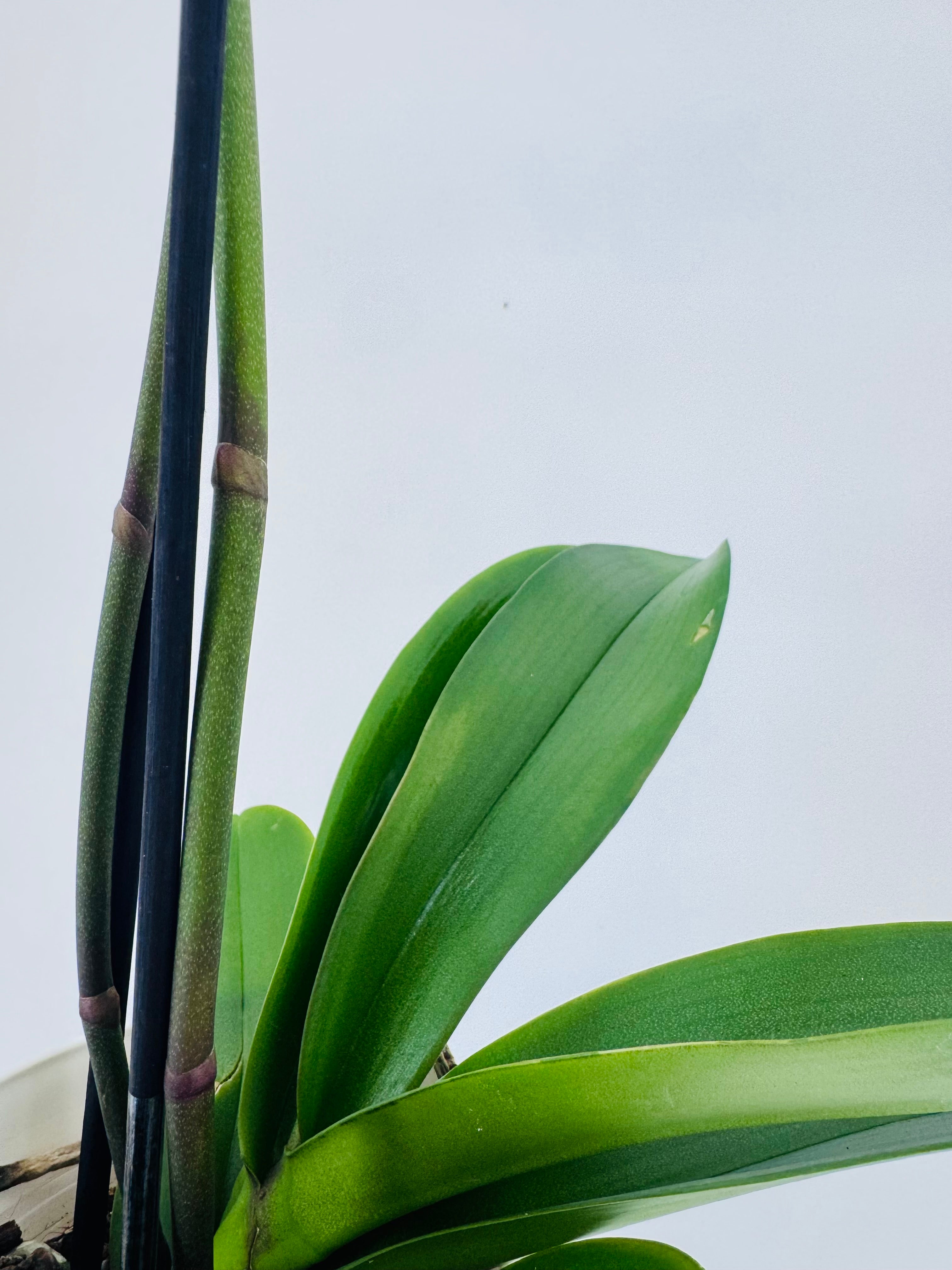 PHALAENOPSIS HYBR. MIX 2T MEZCLADO