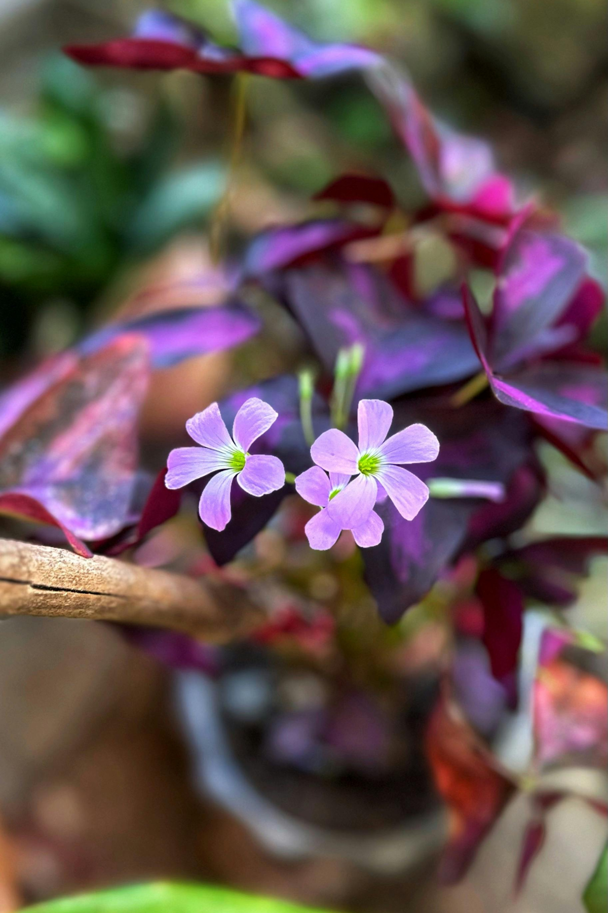 OXALIS CRAZY PLUM 6CM