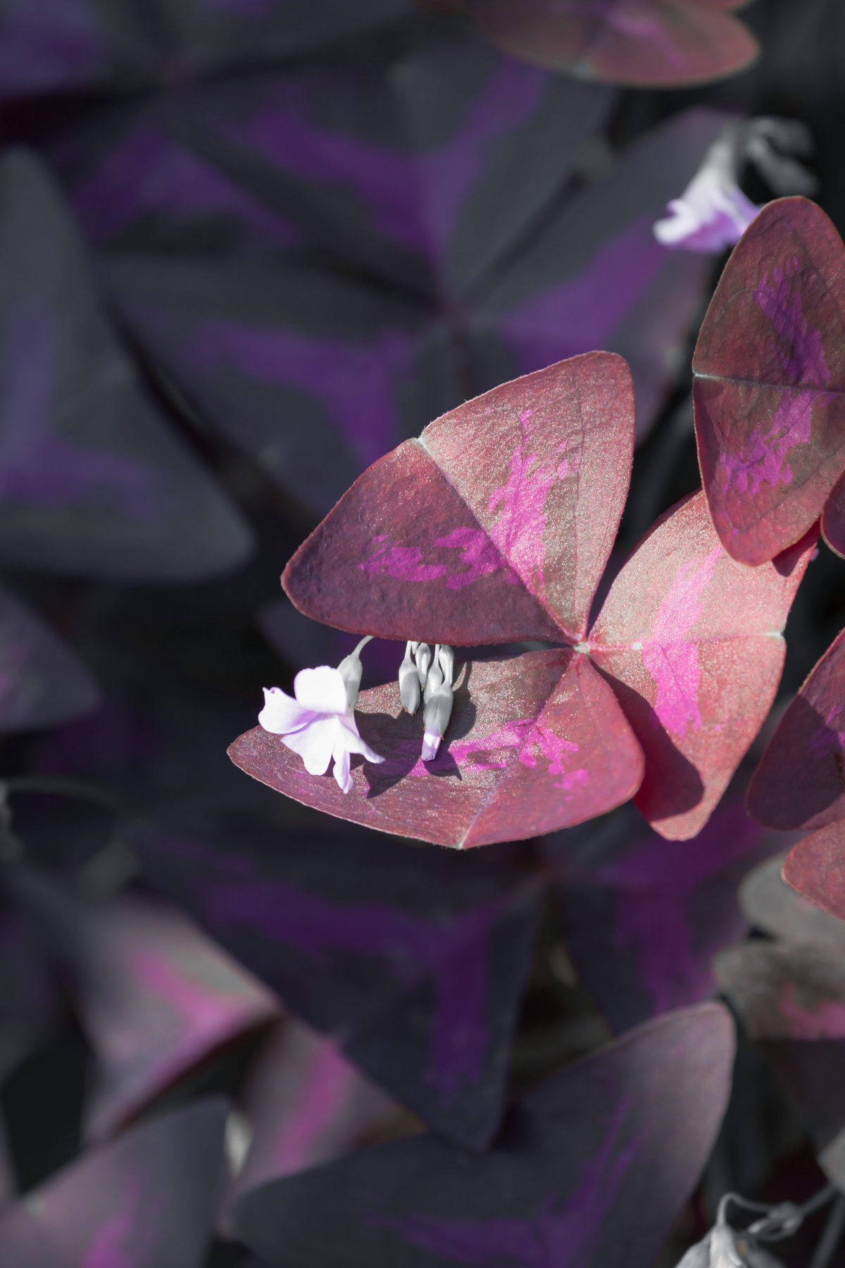 OXALIS CRAZY PLUM 6CM