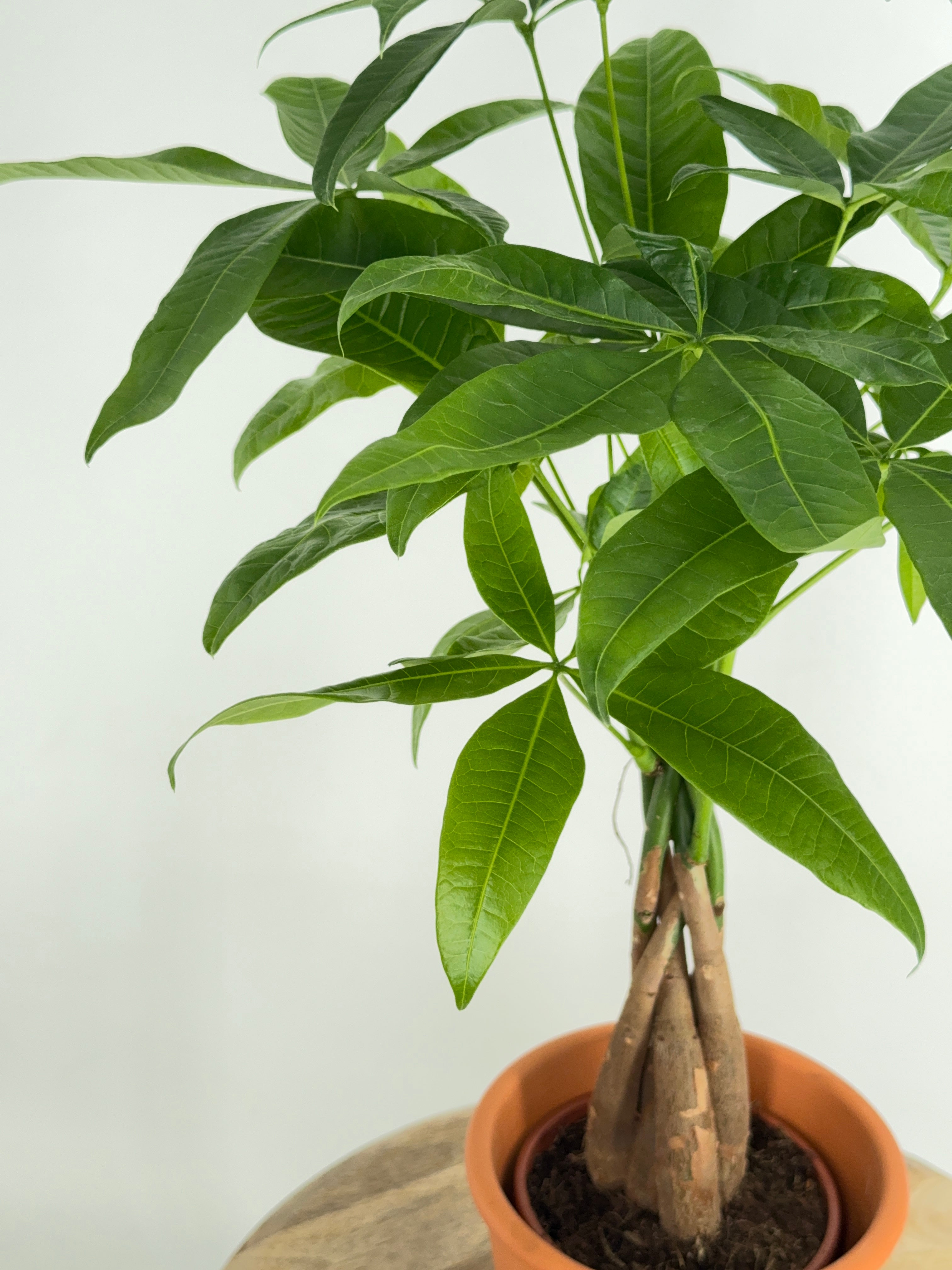 PACHIRA AQUATICA M12