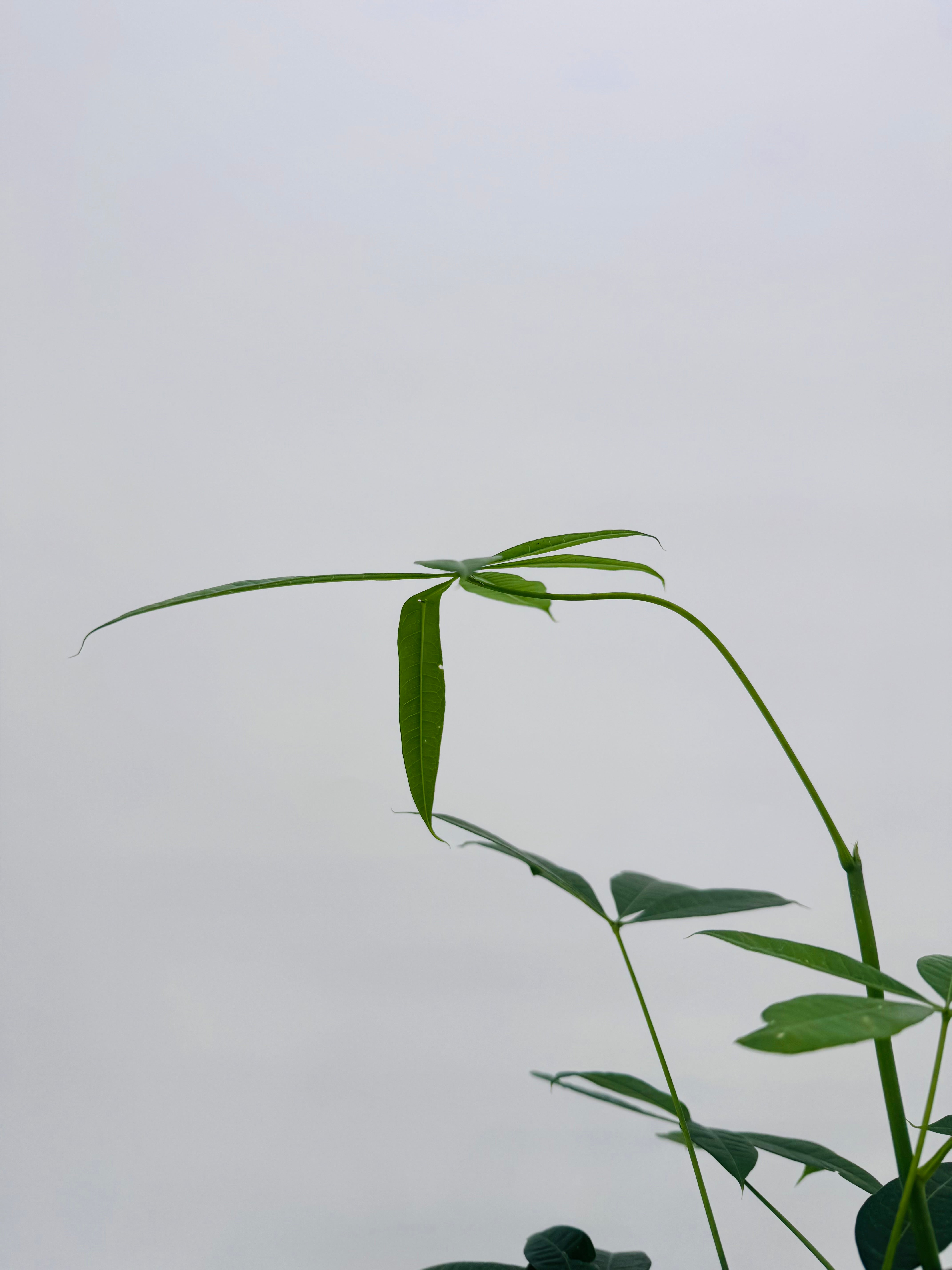 PACHIRA AQUATICA M12
