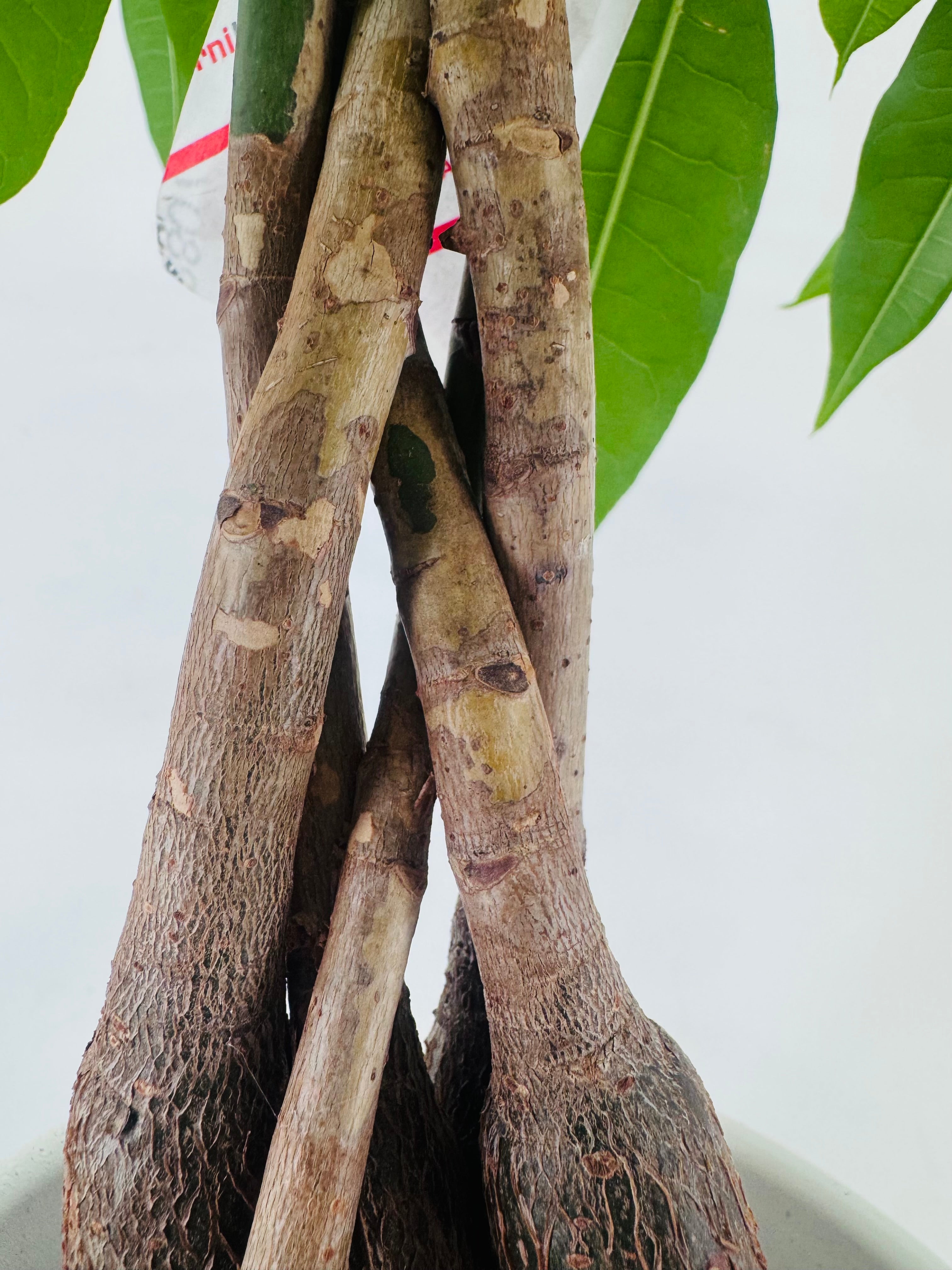 PACHIRA AQUATICA M12