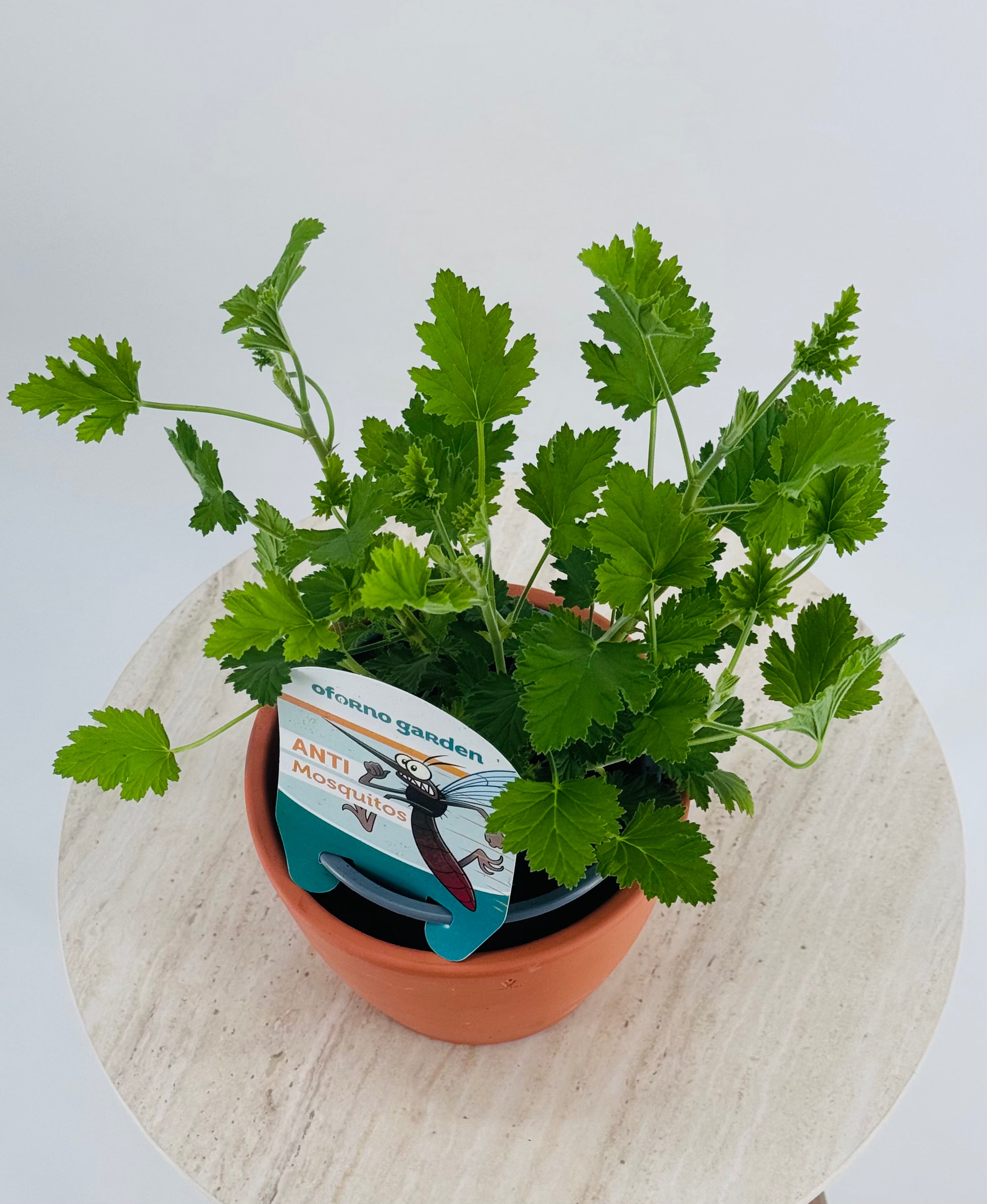 PELARGONIO CITRODORUM ANTIMOSQUITOS FM13
