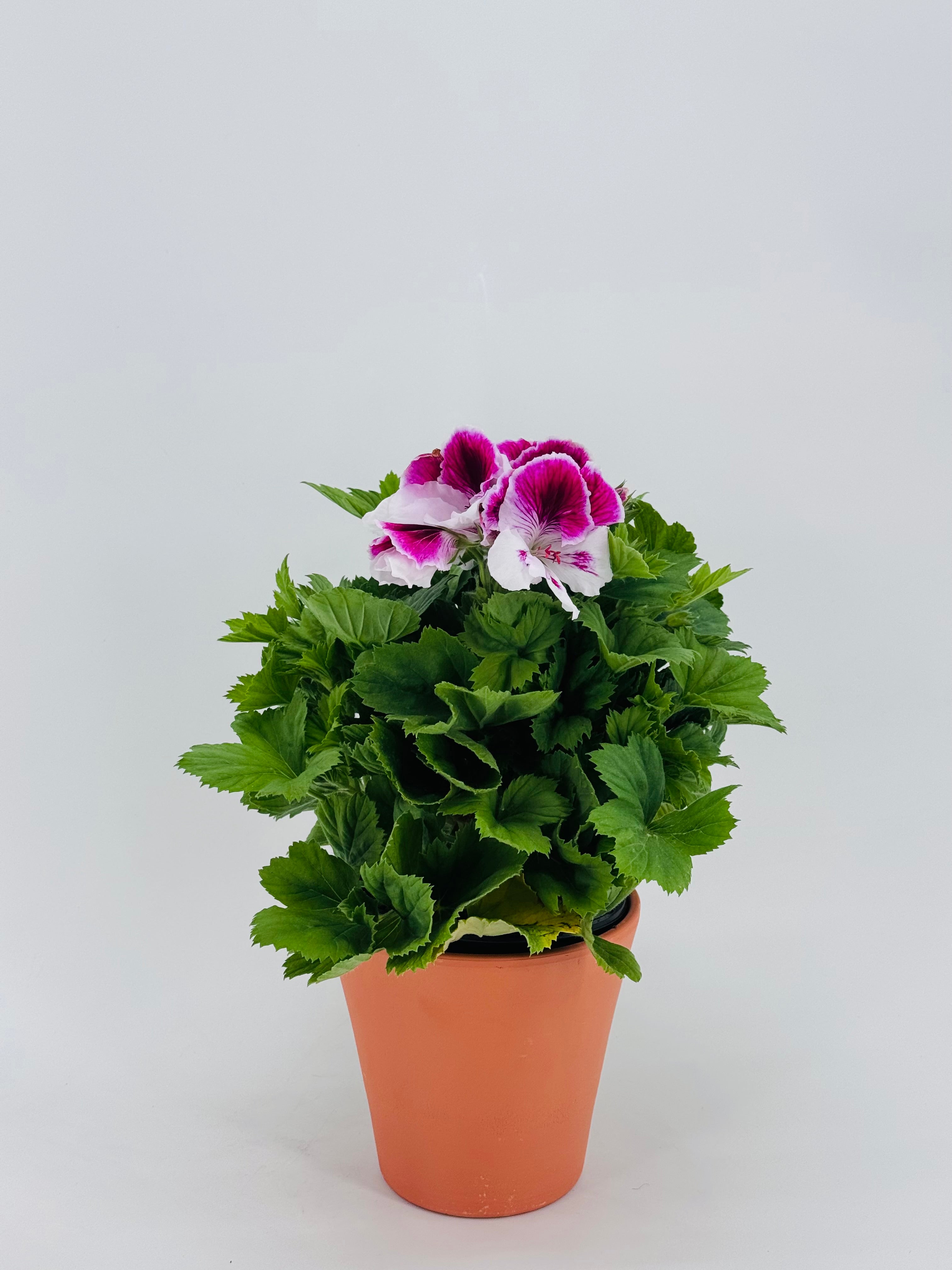 PELARGONIO GRANDIFLORUM FM14