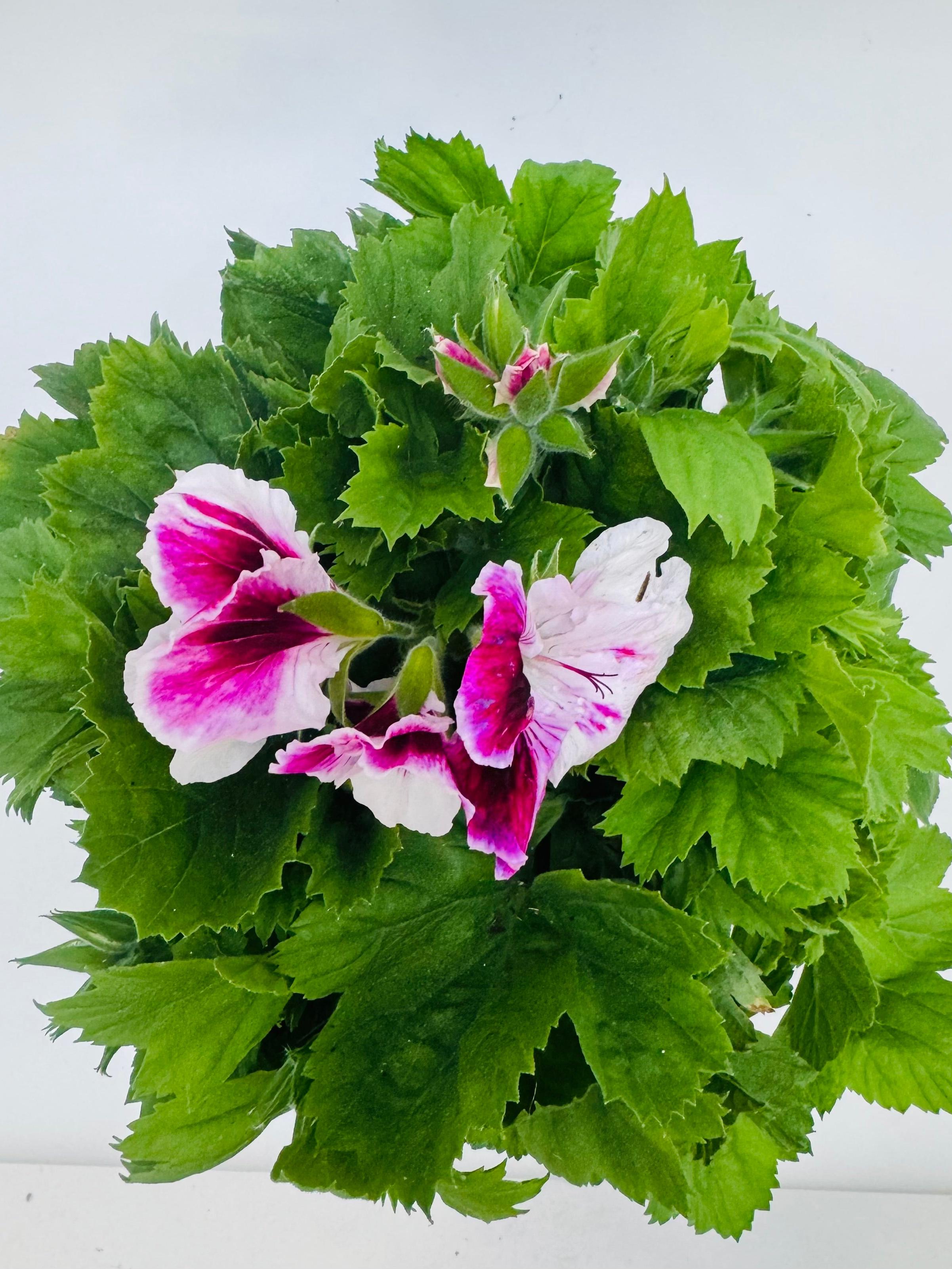 PELARGONIO GRANDIFLORUM FM14