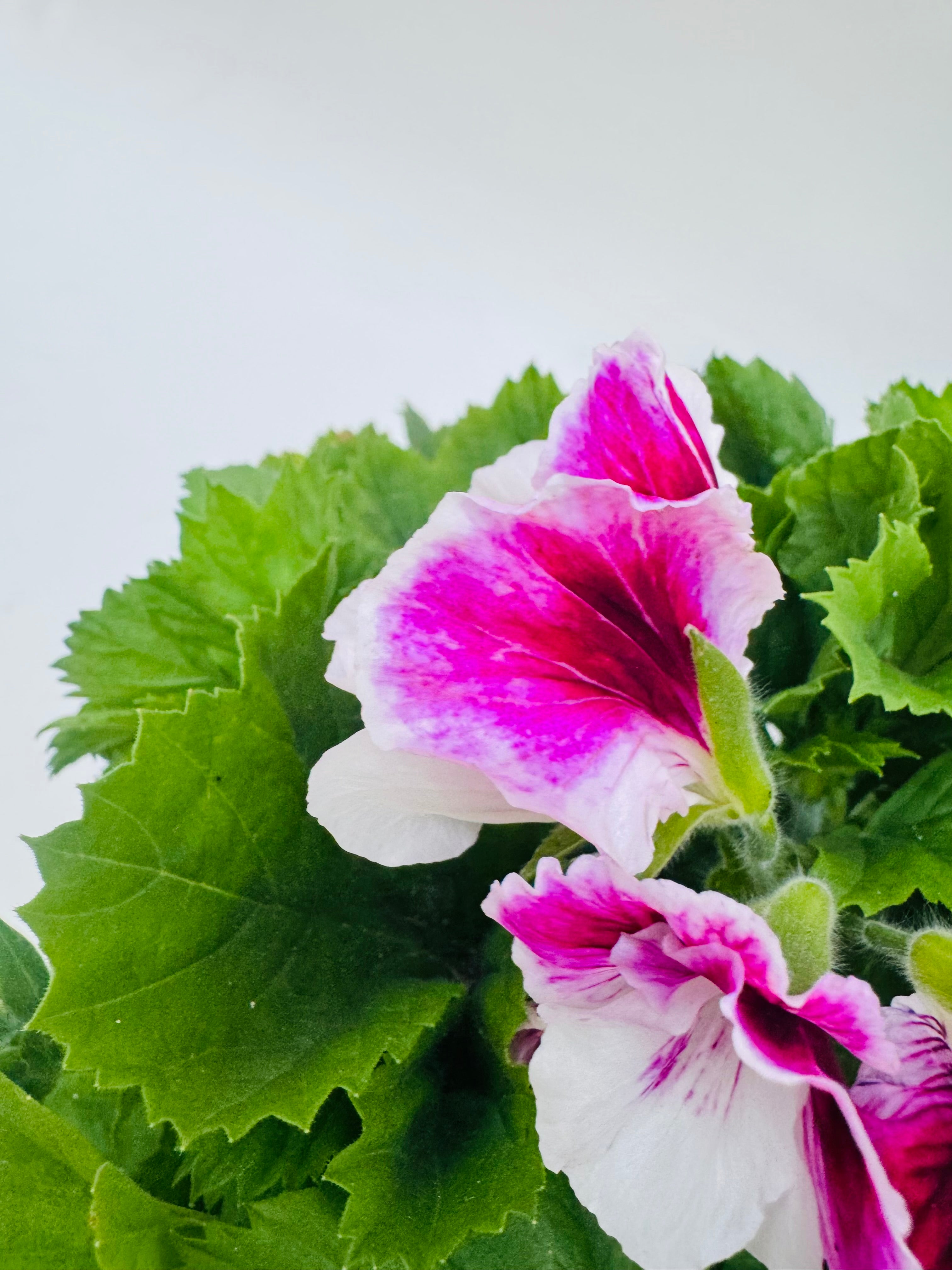 PELARGONIO GRANDIFLORUM FM14