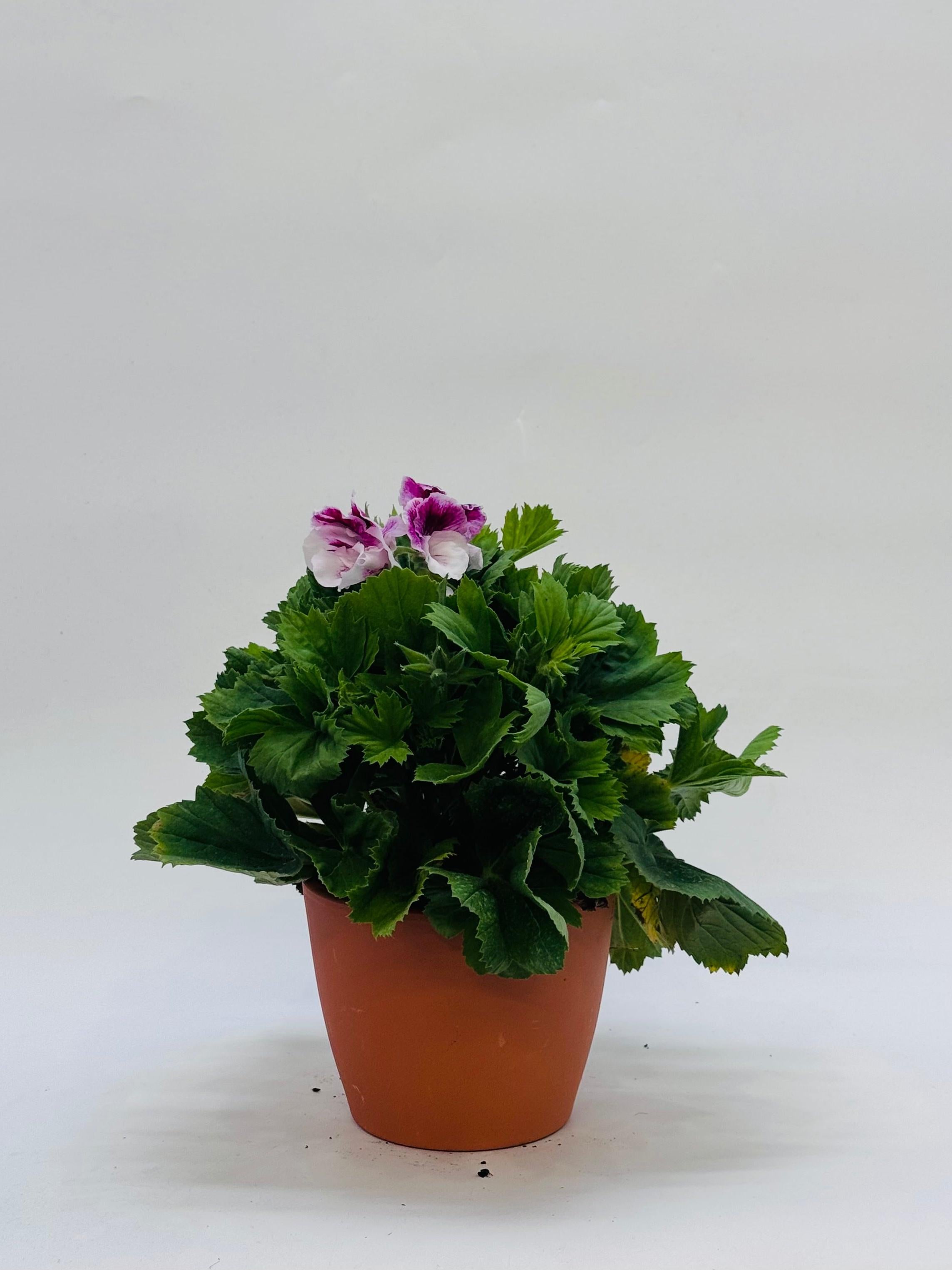 Pelargonio Grandiflorum en maceta de terracota, con hojas verdes y flores blancas y púrpuras.