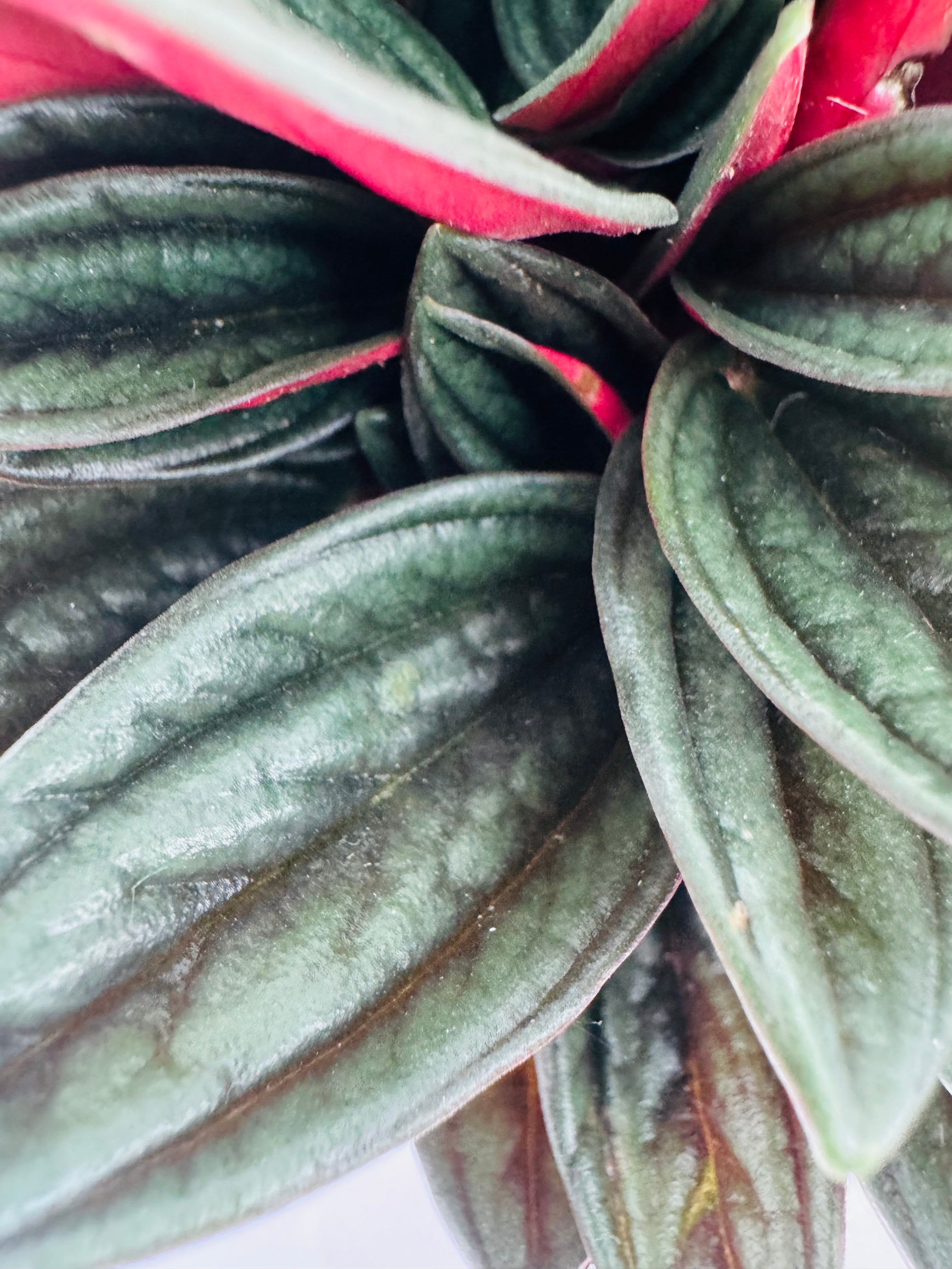 PEPEROMIA CAPERATA ROSSO M12