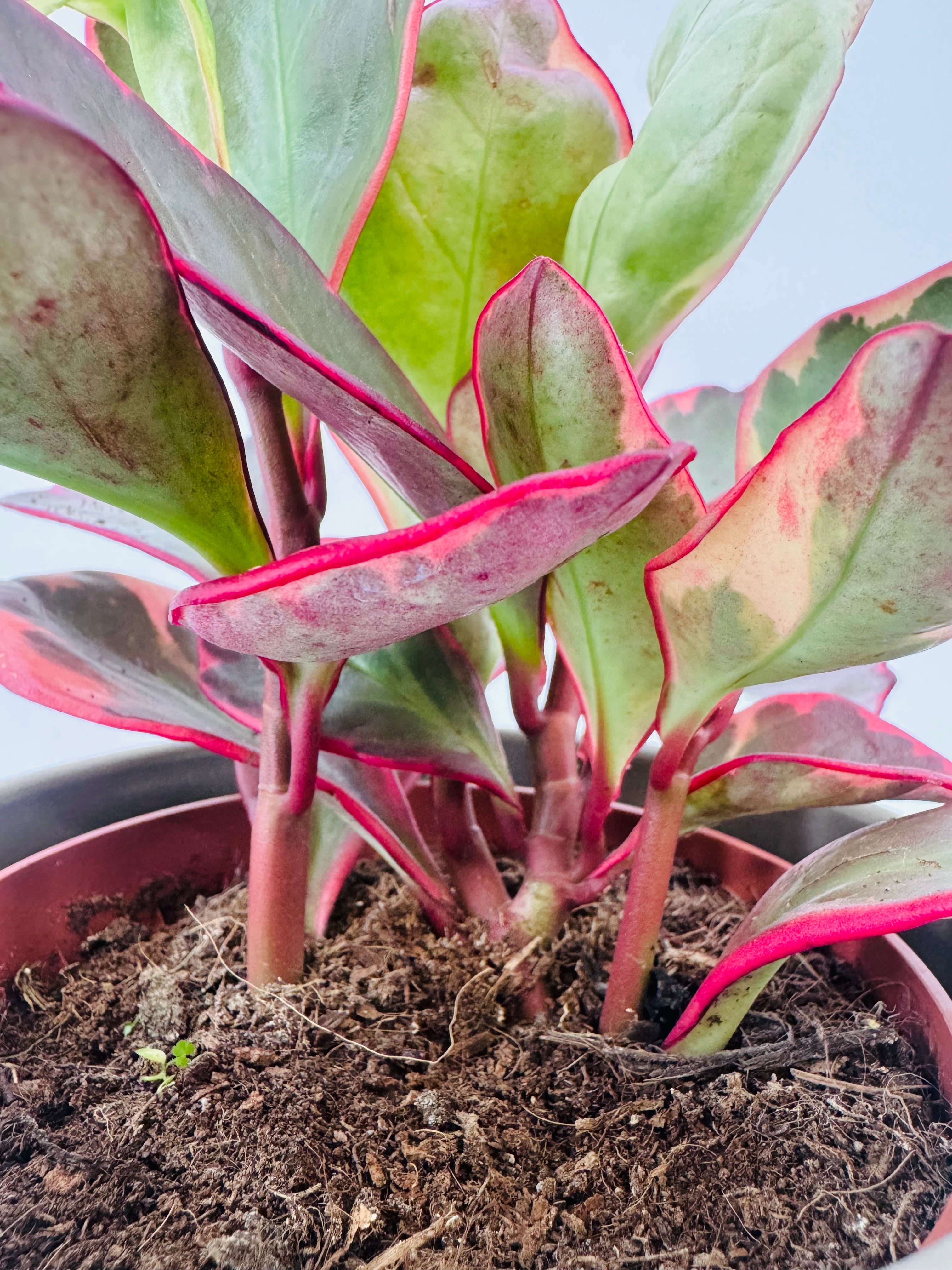 PEPEROMIA CLUS. JELLIE M12