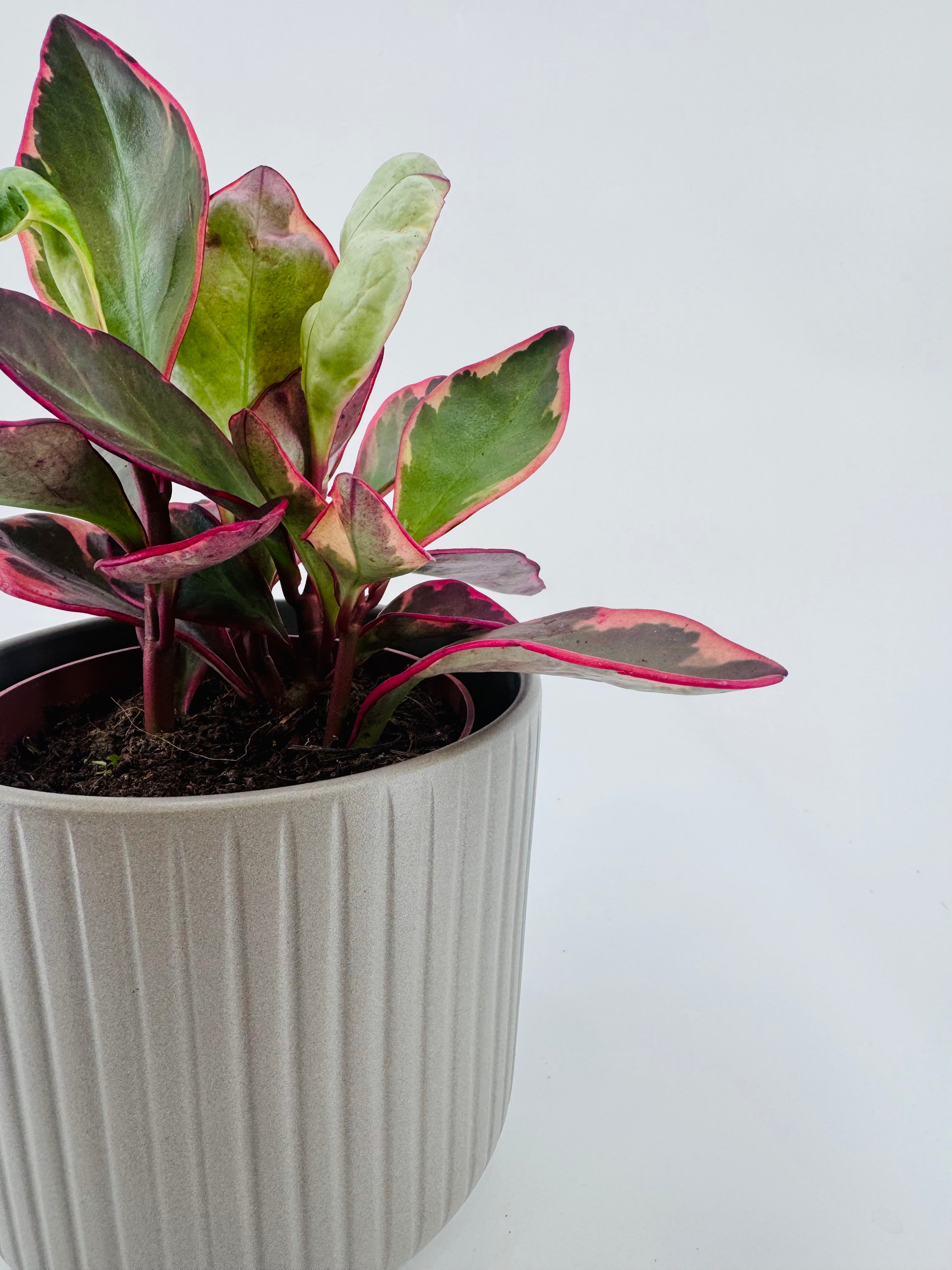 PEPEROMIA CLUS. JELLIE M12
