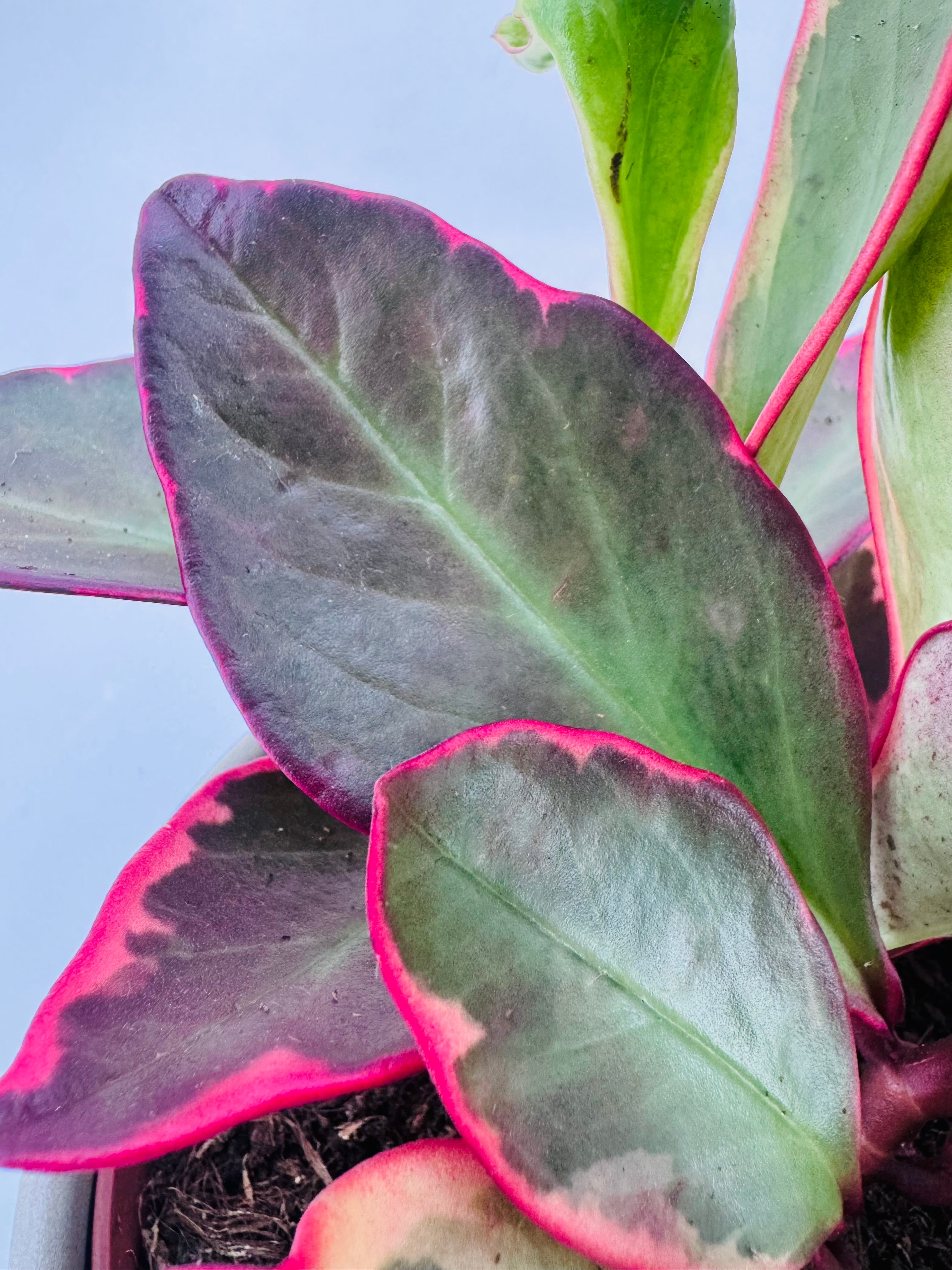 PEPEROMIA CLUS. JELLIE M12