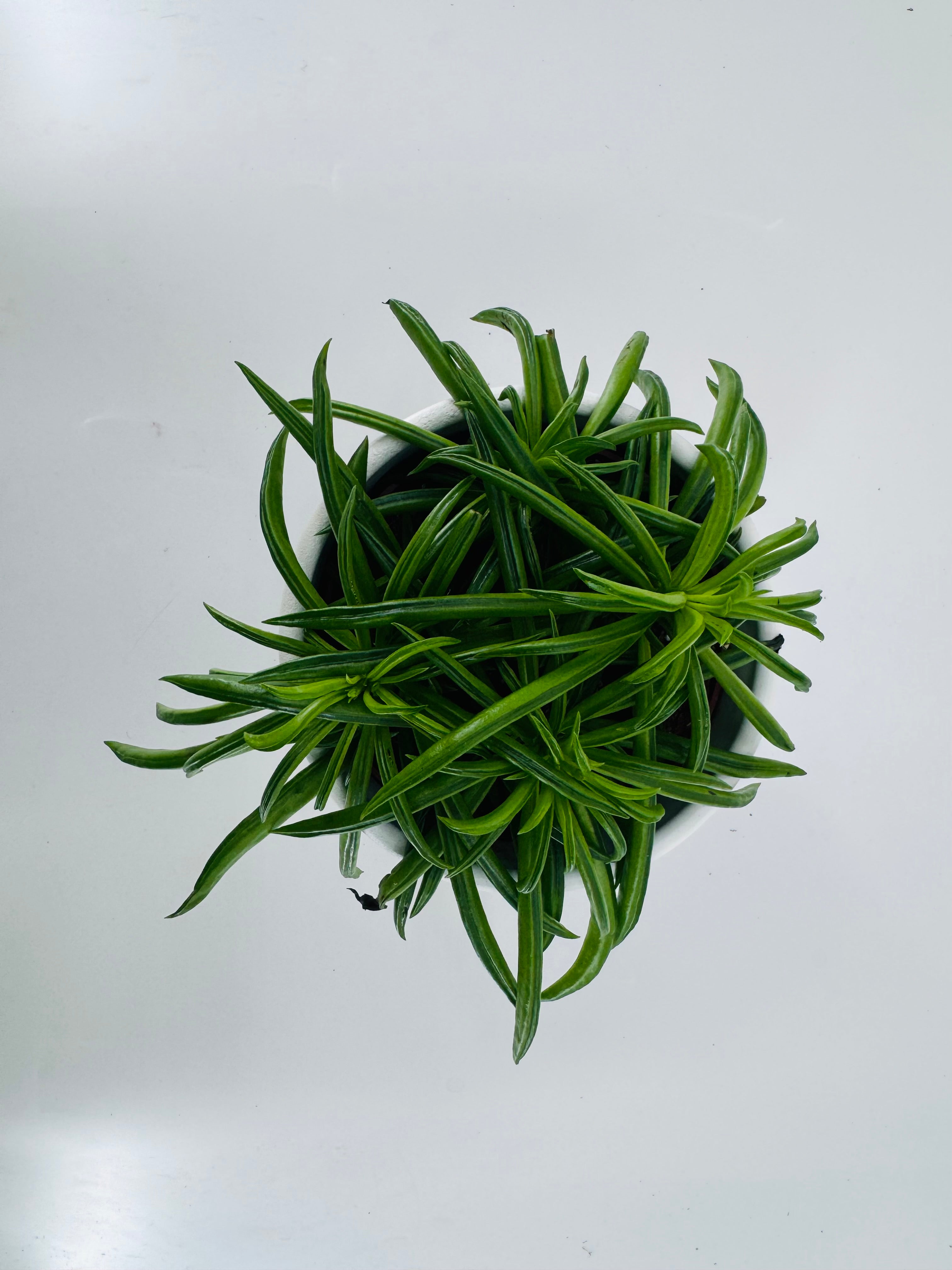 PEPEROMIA HAPPY BEAN