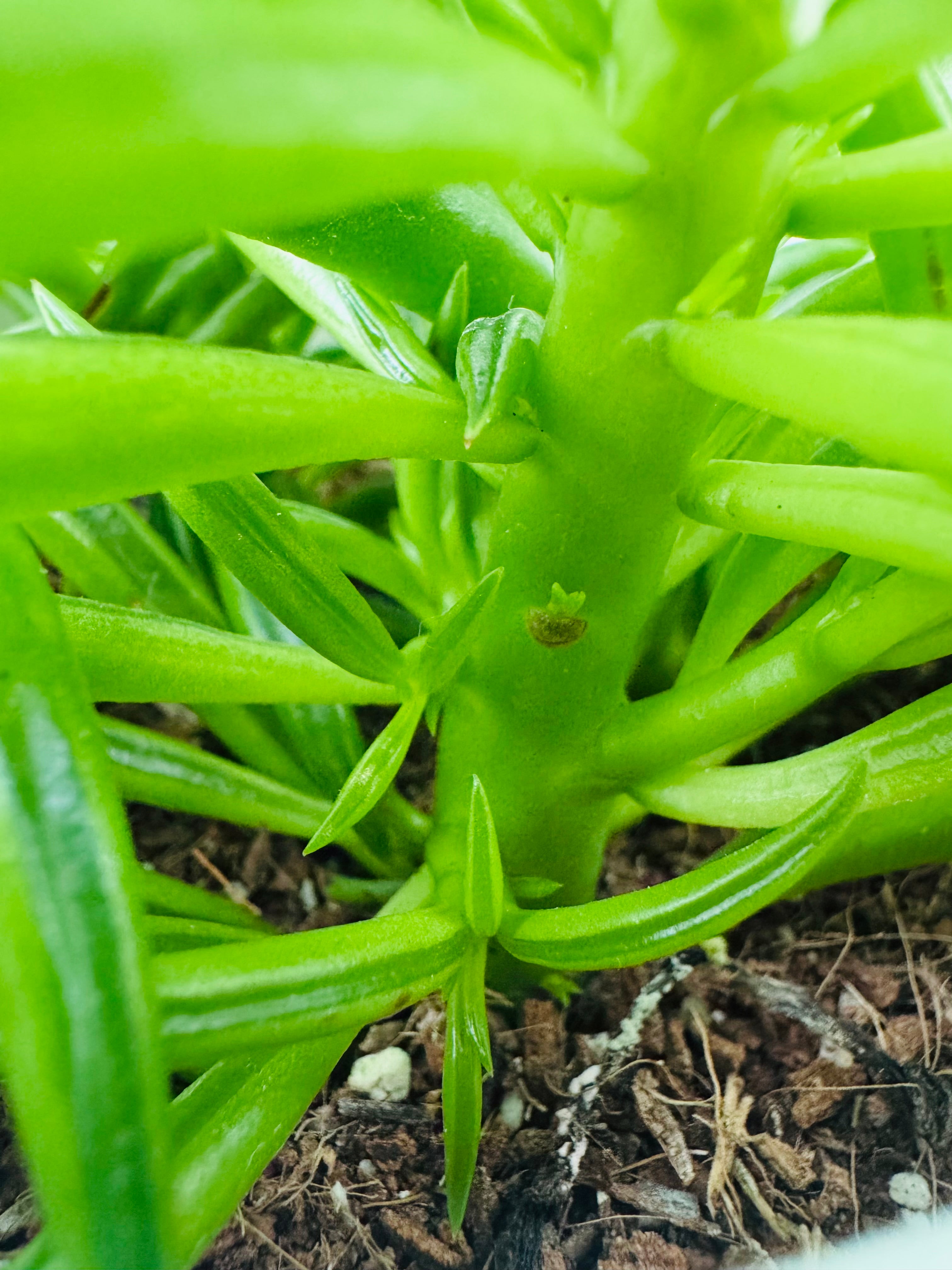 PEPEROMIA HAPPY BEAN