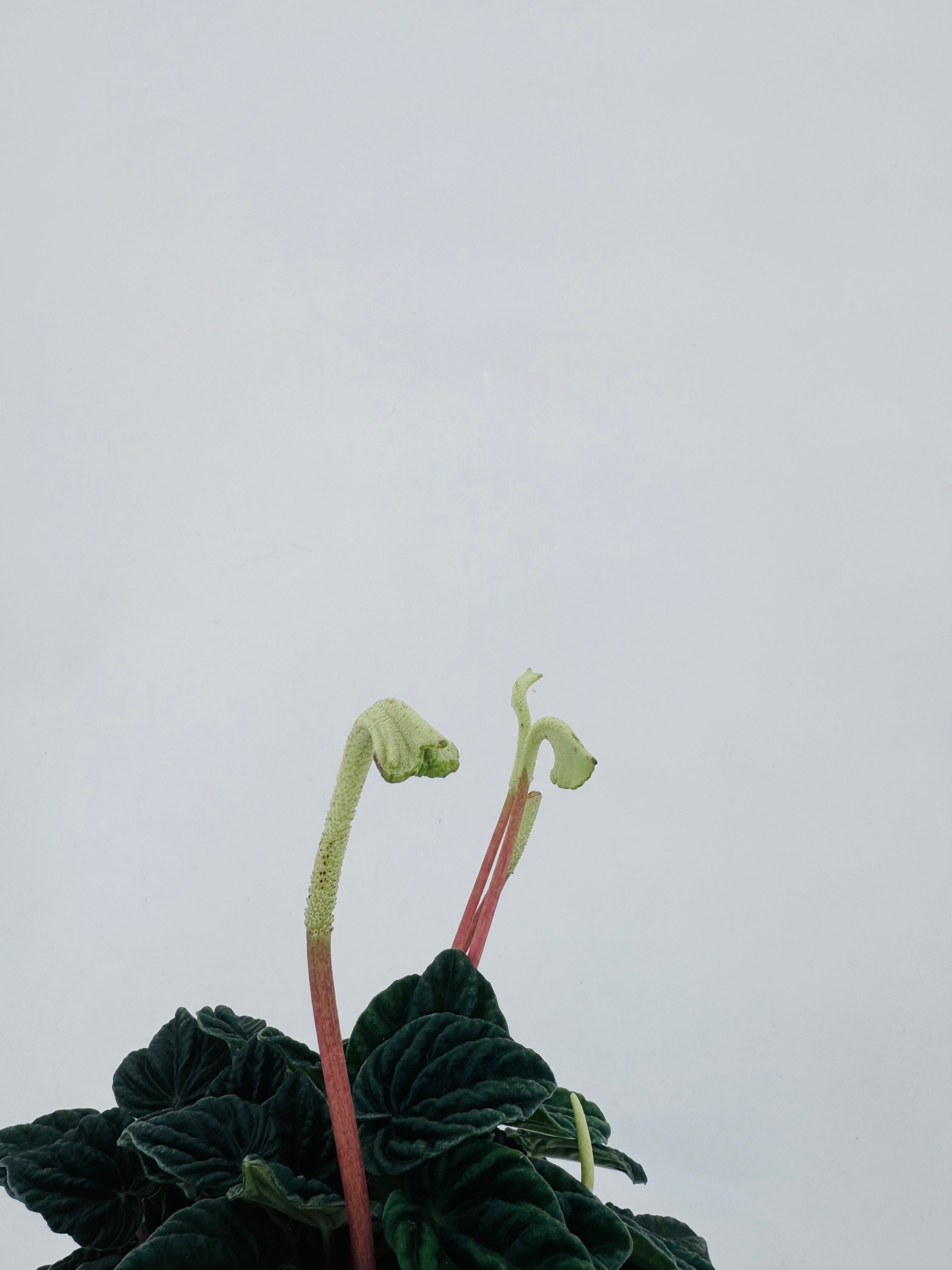 PEPEROMIA LILIAN M12