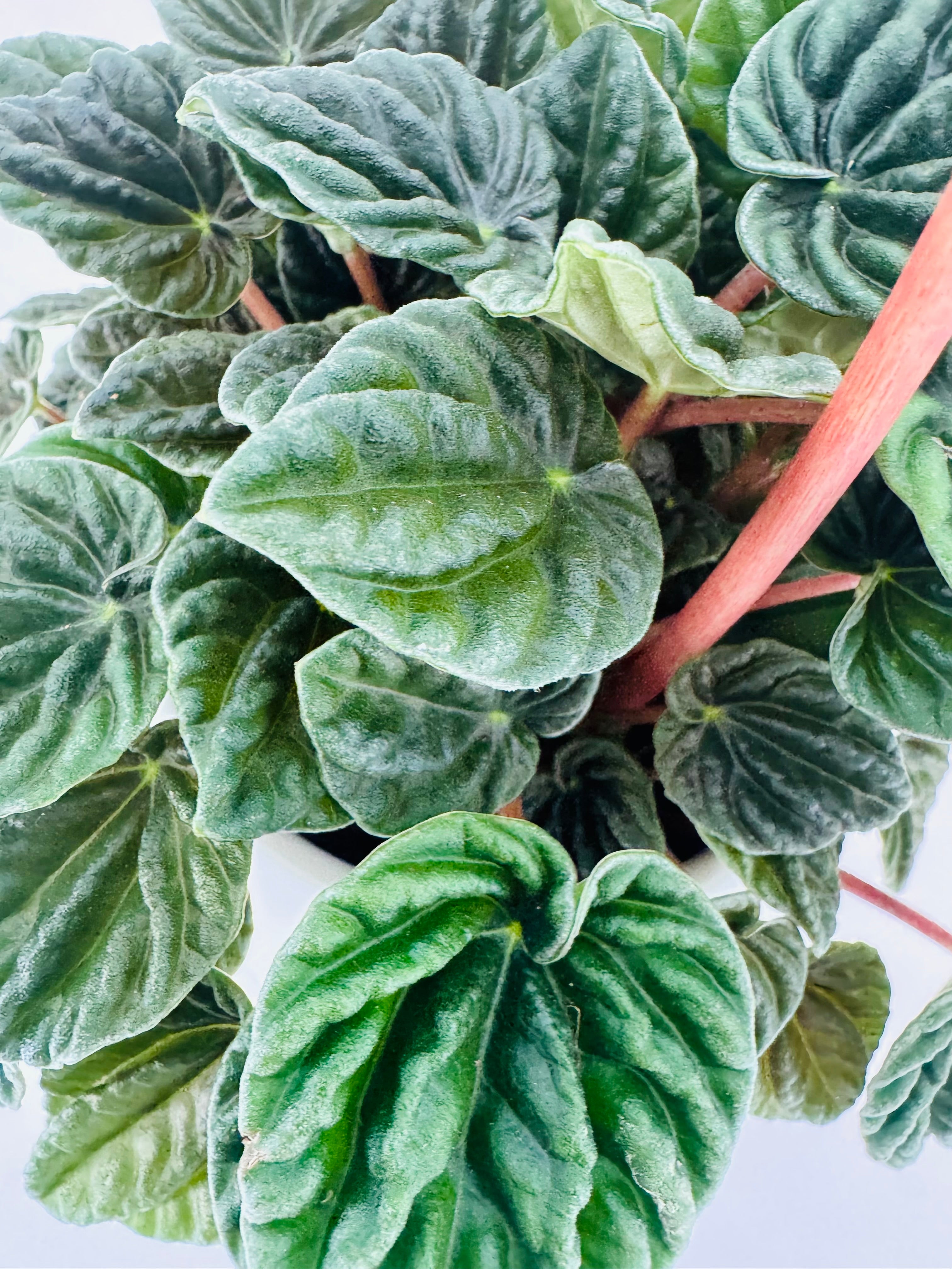 PEPEROMIA LILIAN M12