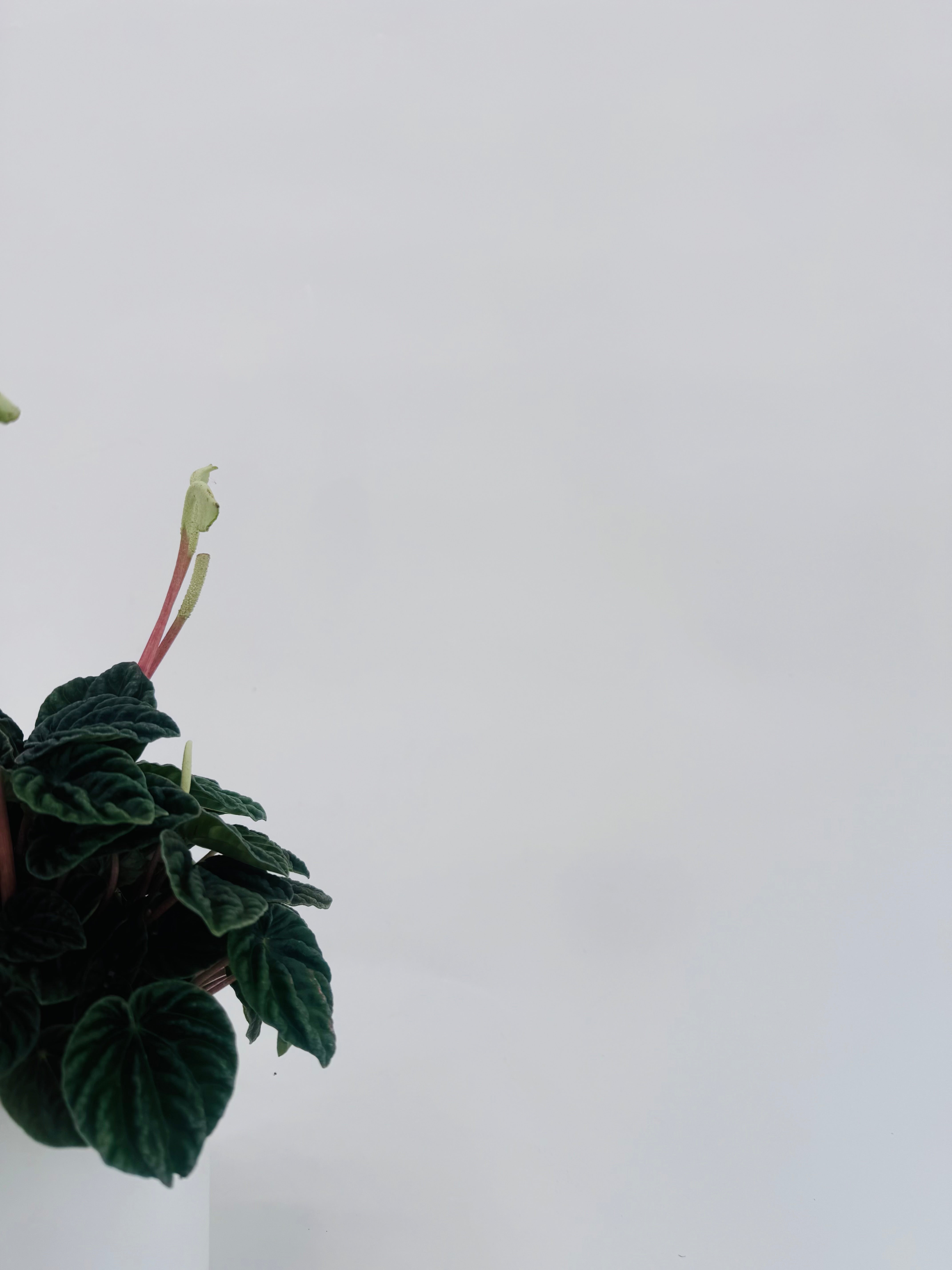 PEPEROMIA LILIAN M12