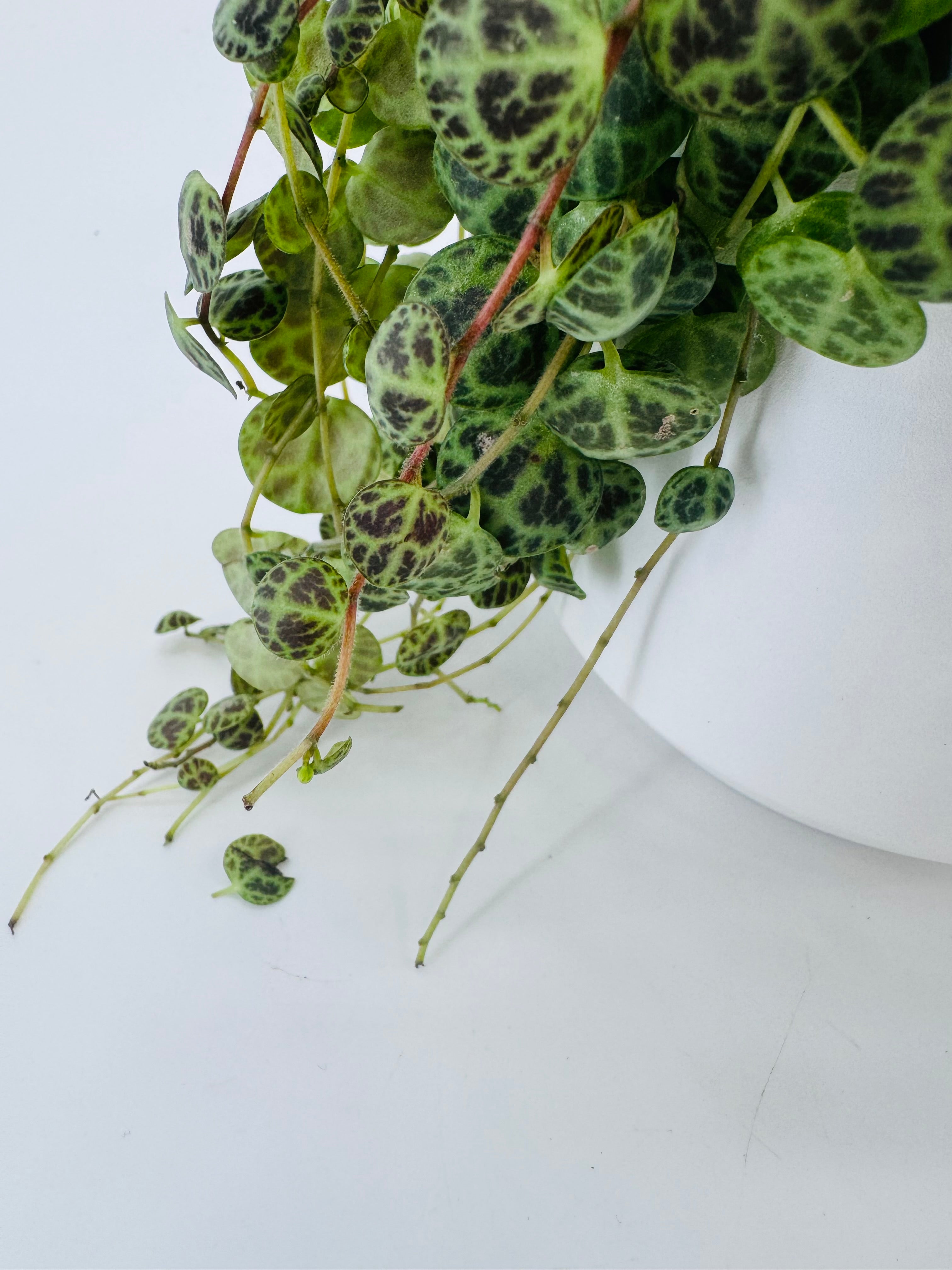 Peperomia Prostrata M11 "String of Turtles" colgando de una maceta blanca, con hojas verdes y patrones de tortuga.