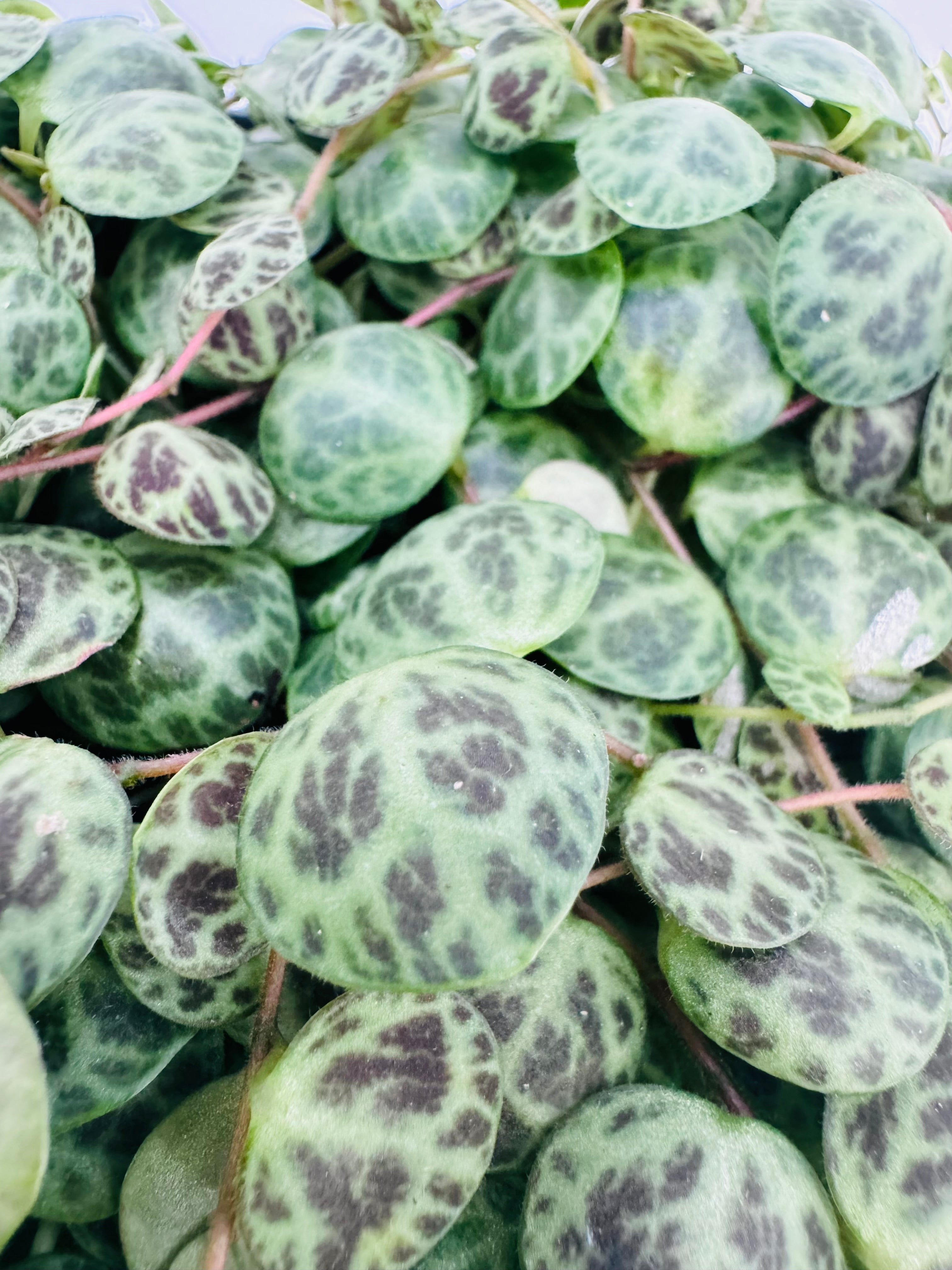 Peperomia Prostrata M11 con hojas redondas verdes y patrones oscuros tipo caparazón de tortuga.