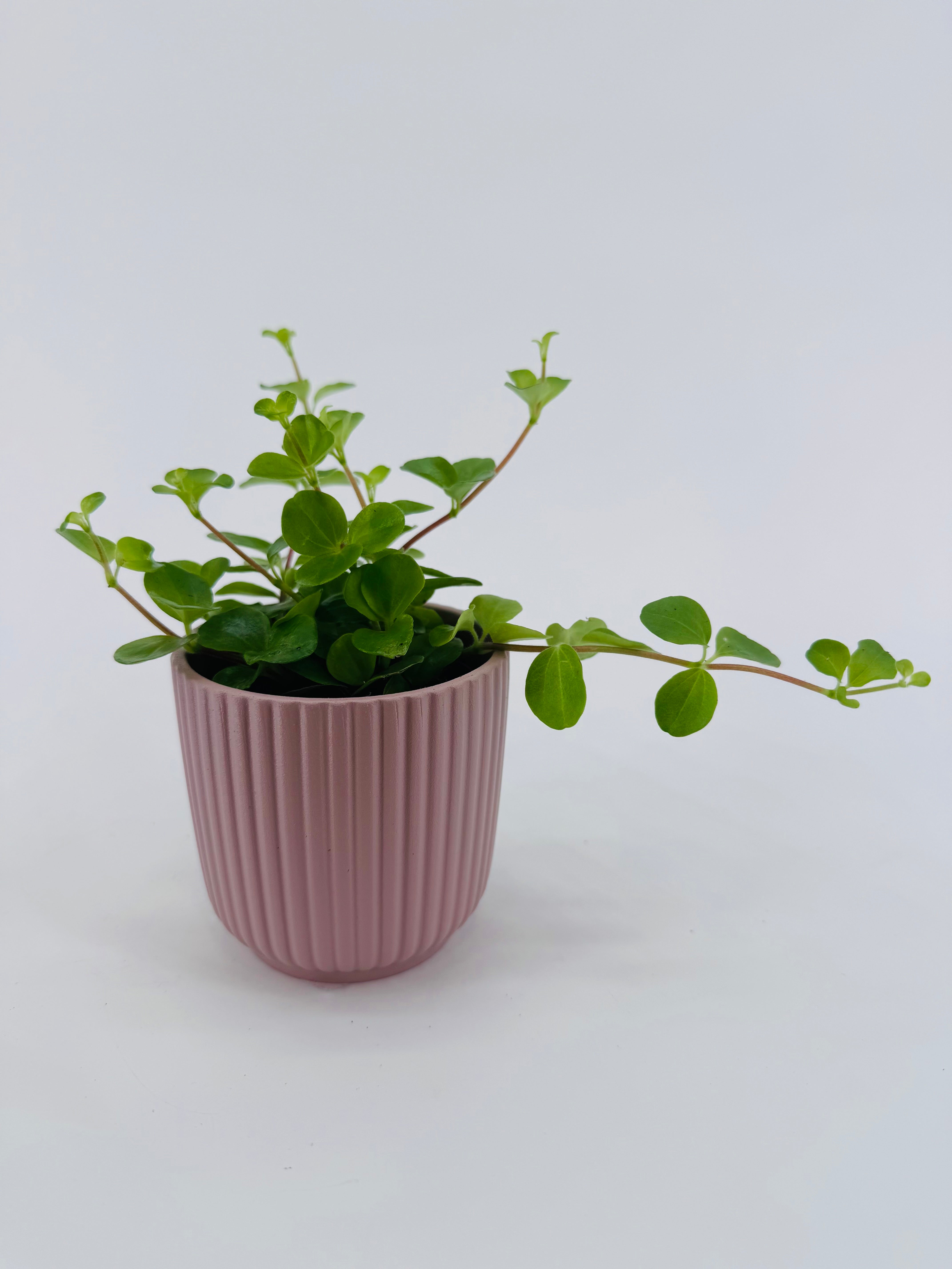 PEPEROMIA ROTUNDIFOLIA M7