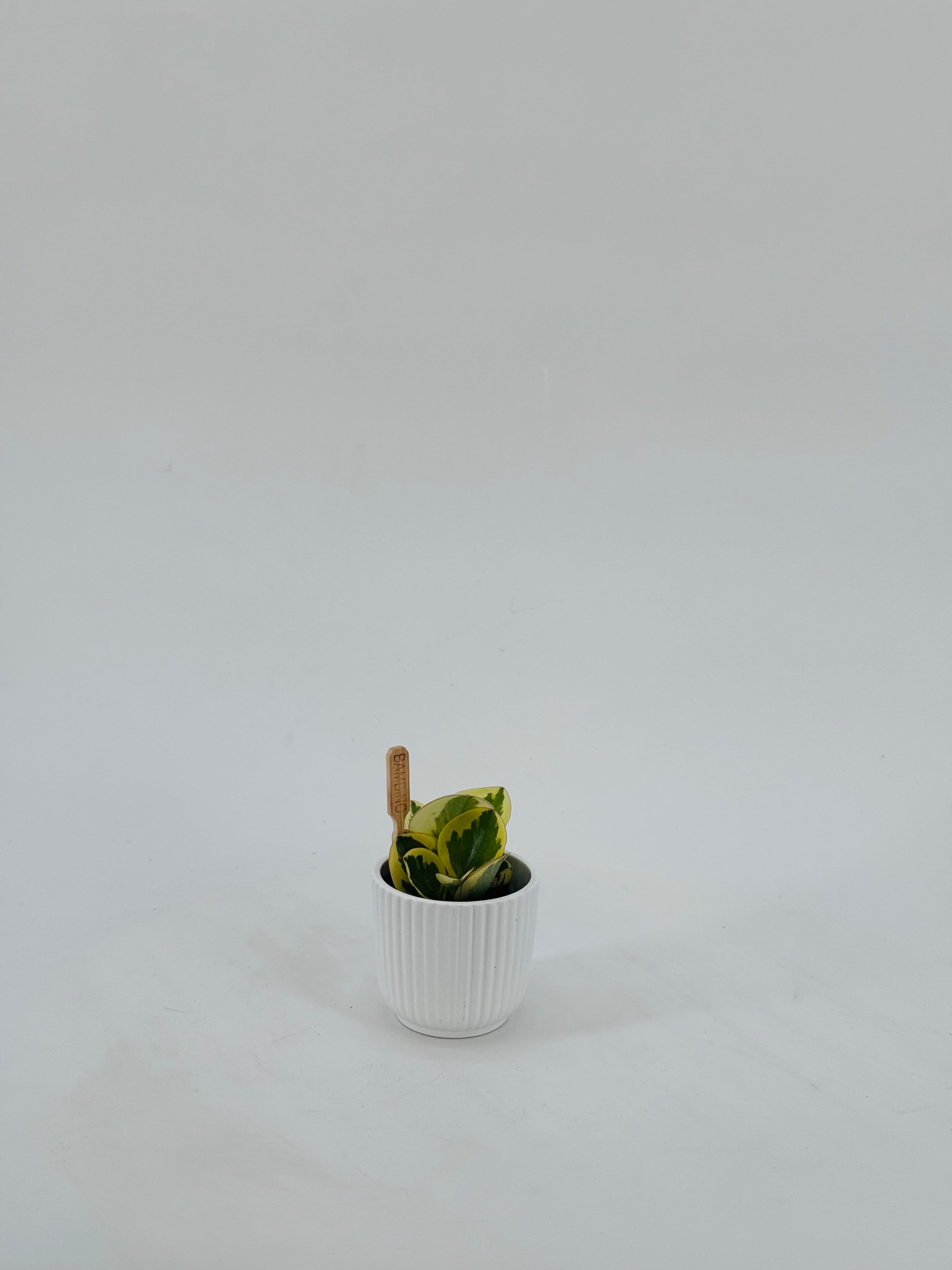 PEPEROMIA SMIT COLLE BAMBINO M5.5