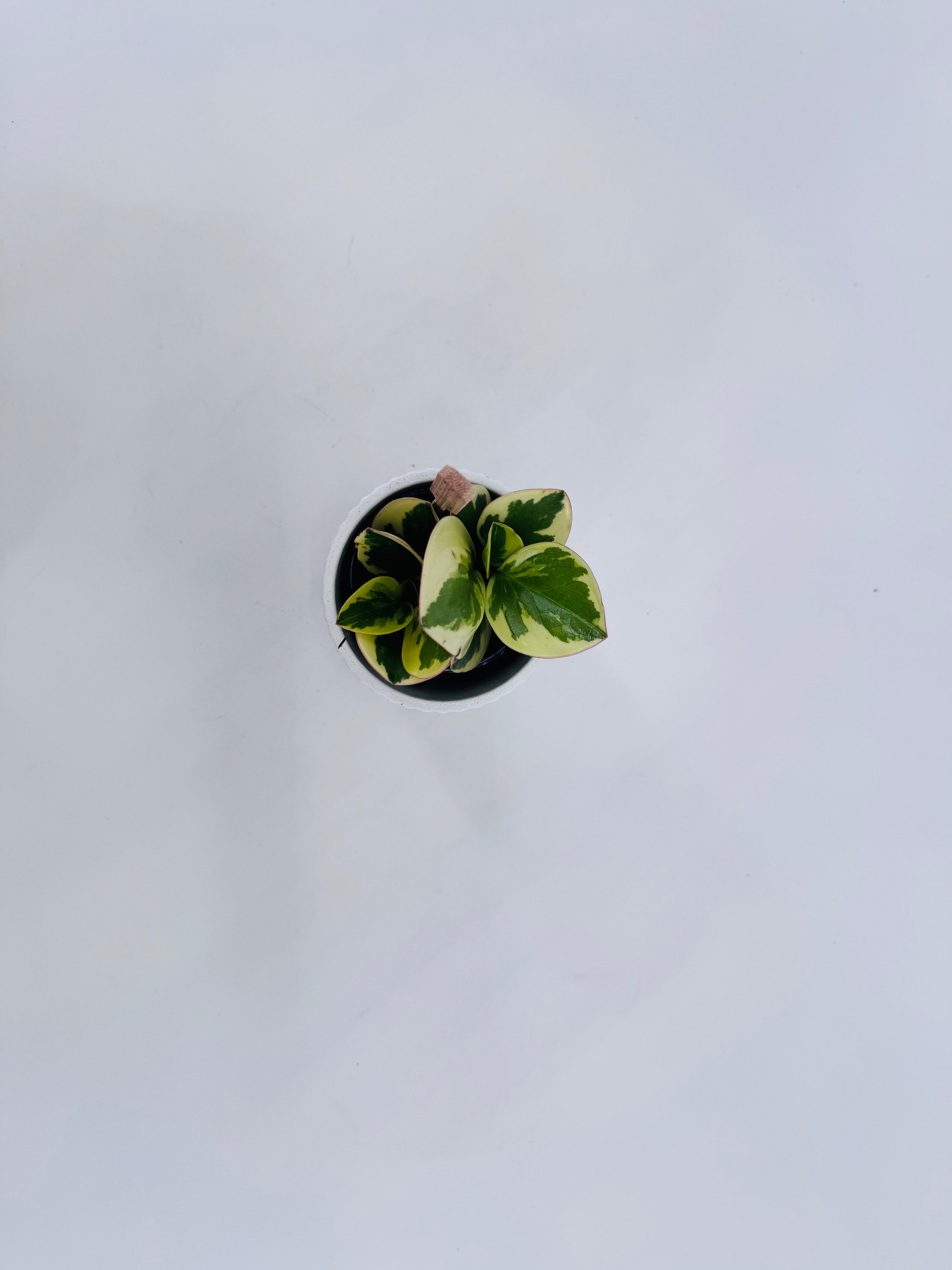 PEPEROMIA SMIT COLLE BAMBINO M5.5
