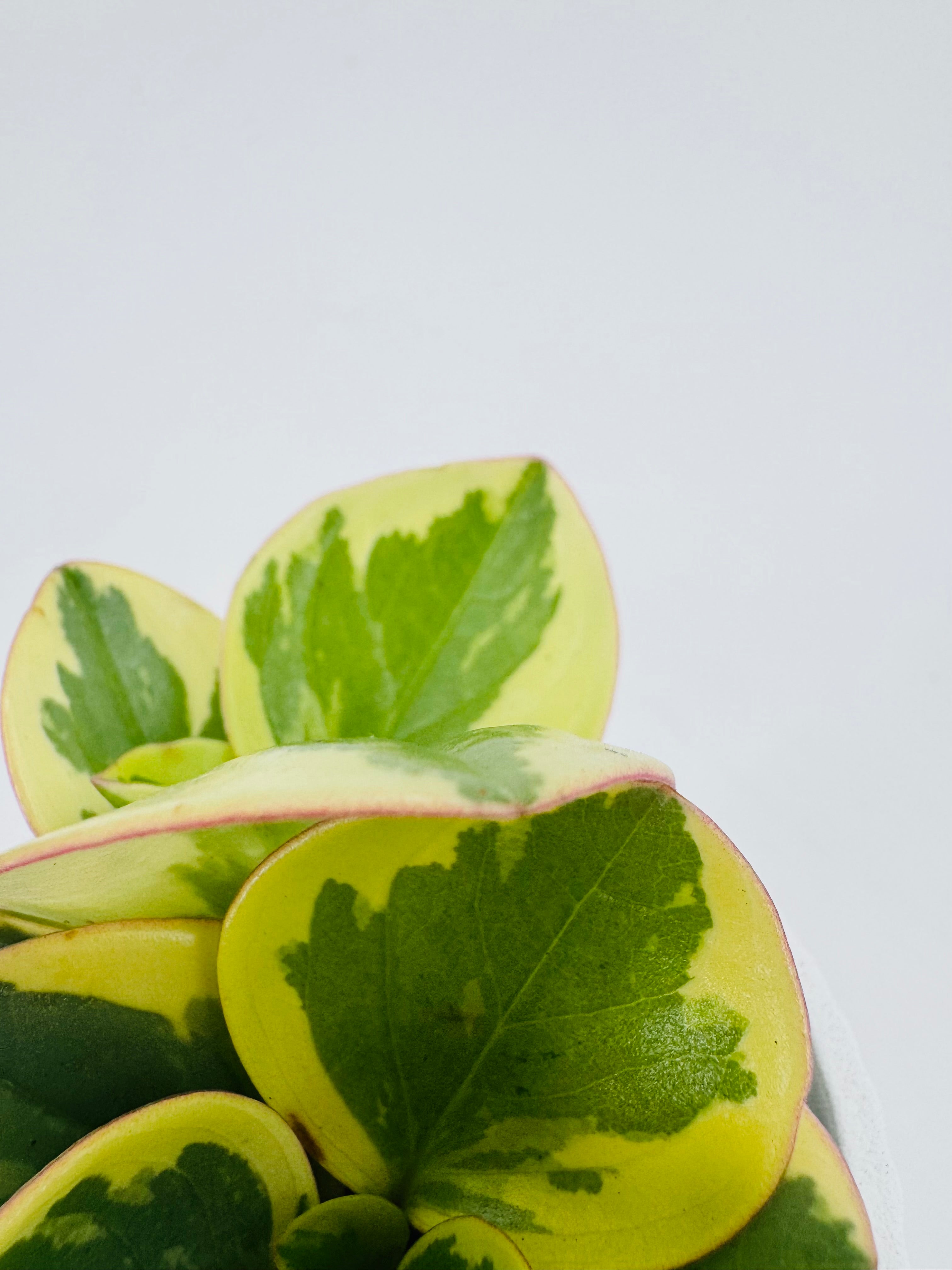 PEPEROMIA SMIT COLLE BAMBINO M5.5