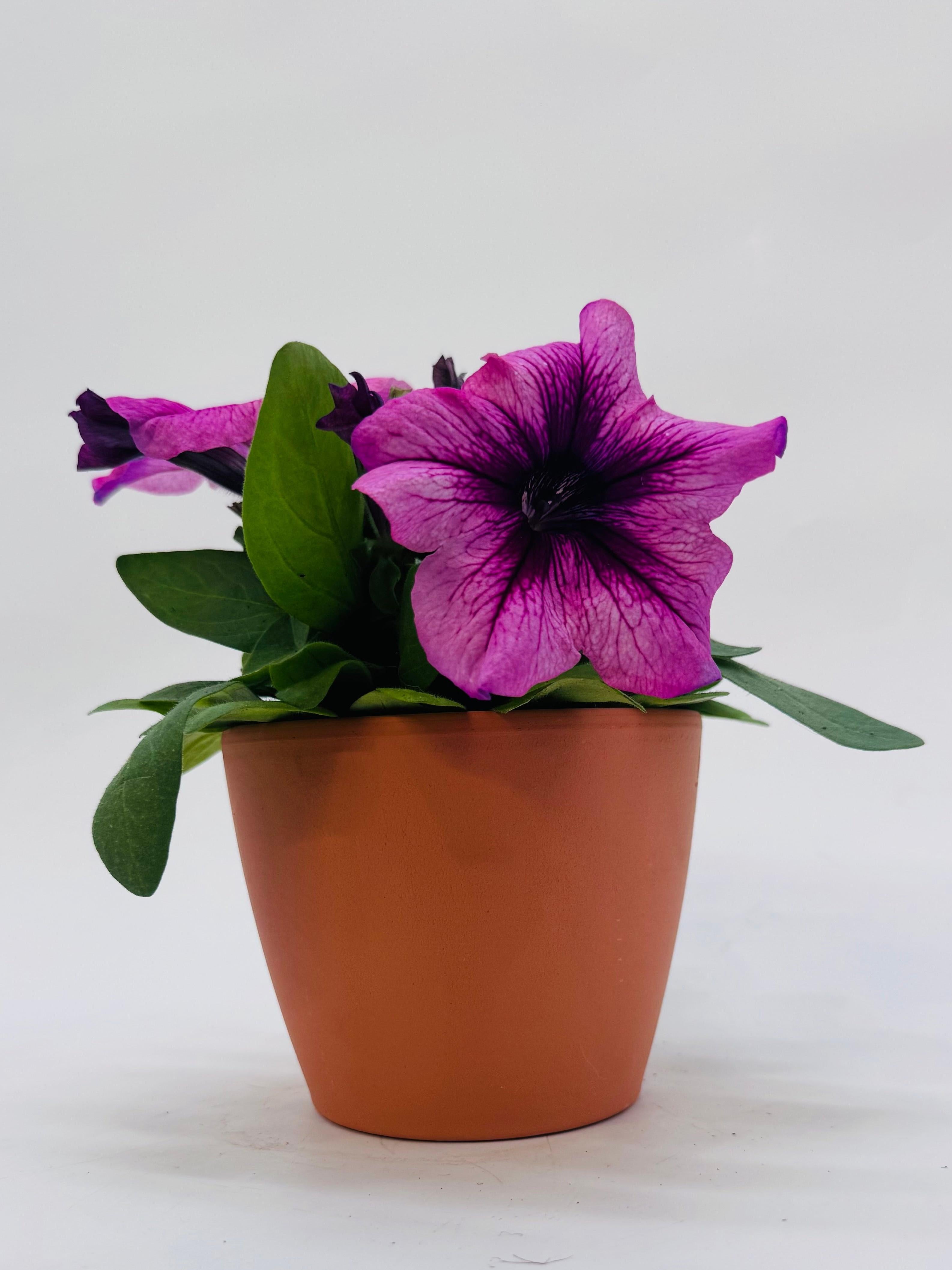 PETUNIA FM10.5