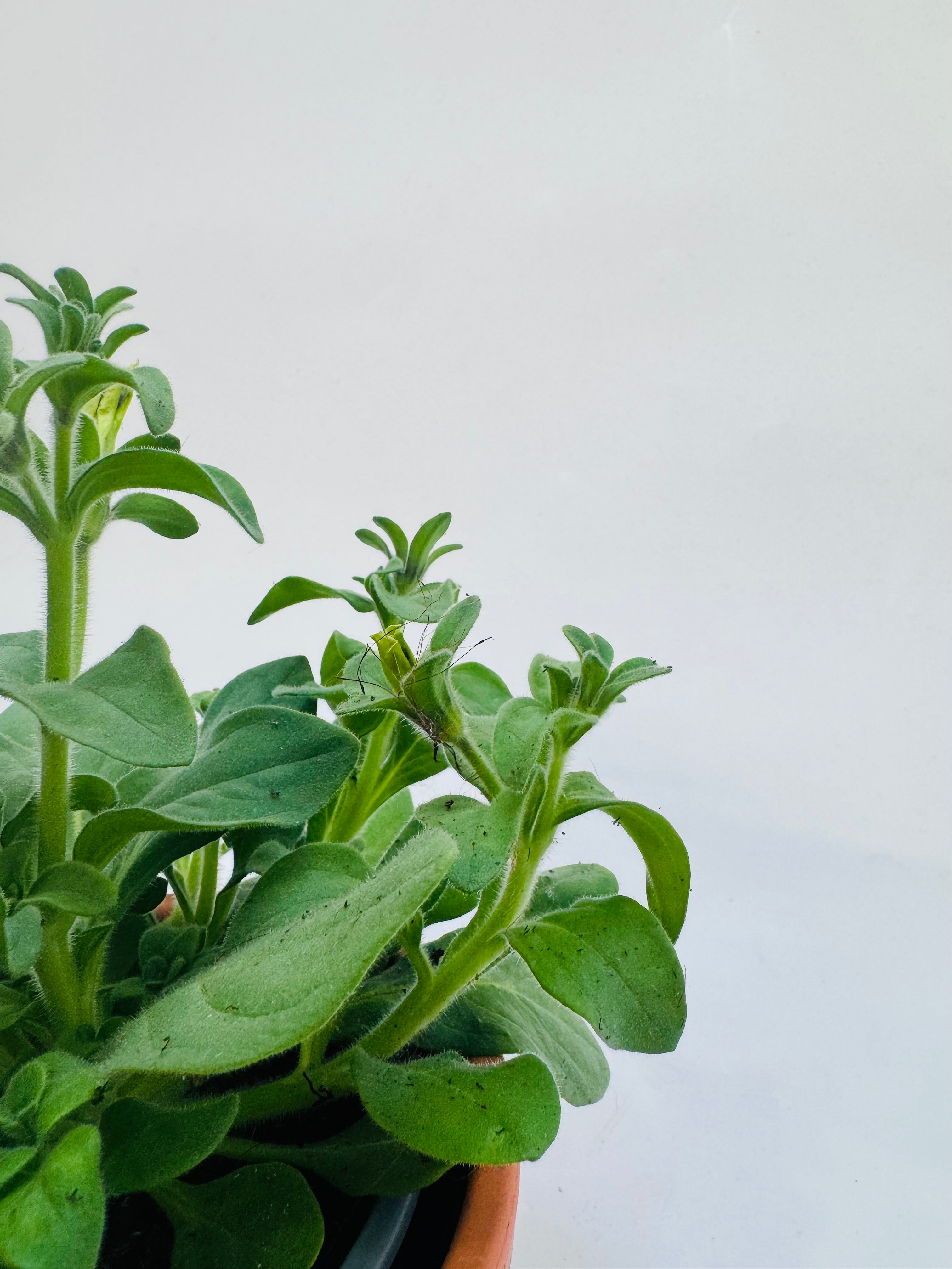 Petunia FM10.5 plant with vibrant green leaves and a small insect on a stem, against a white background.